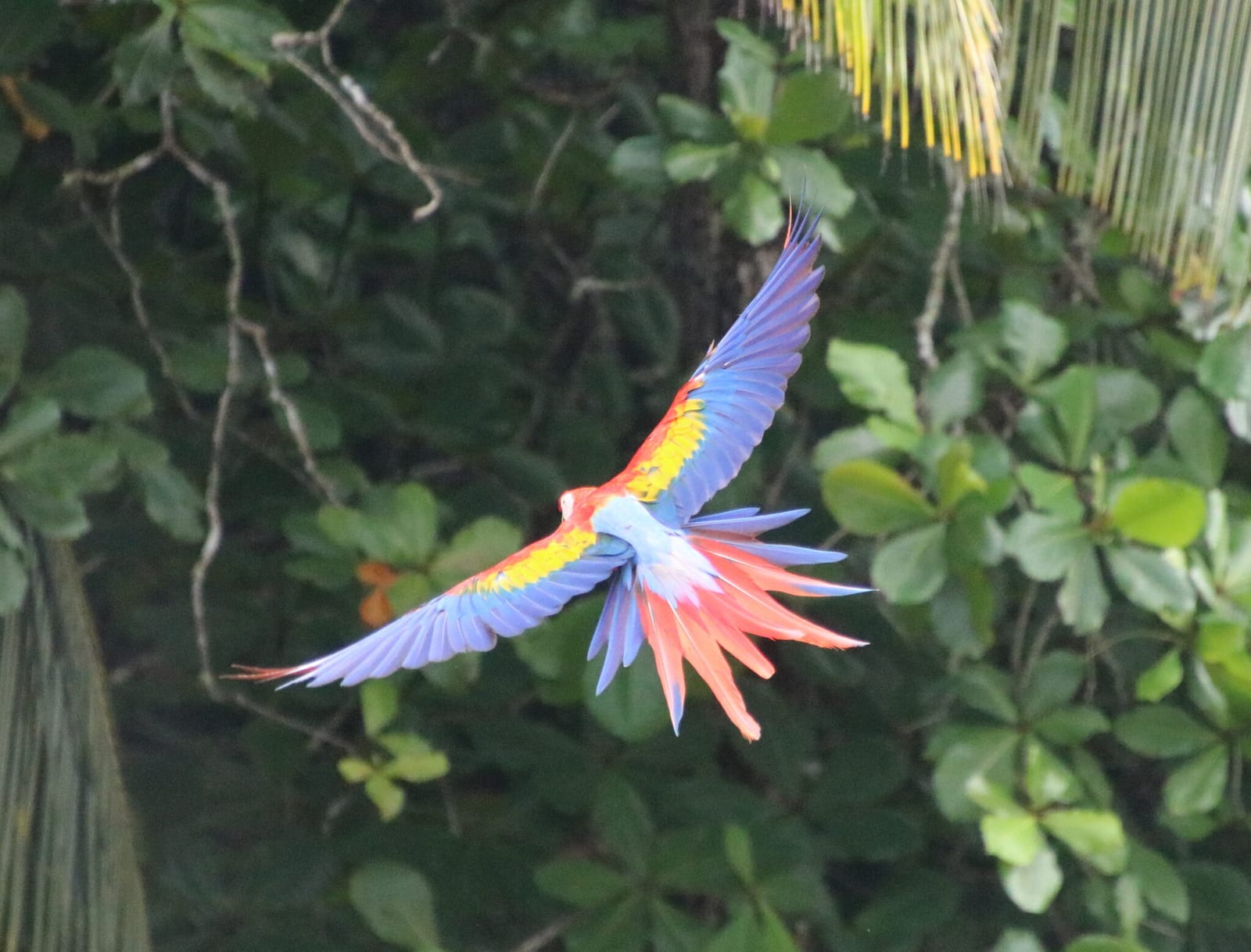Parrots & Macaws of Costa Rica in Costa Rica