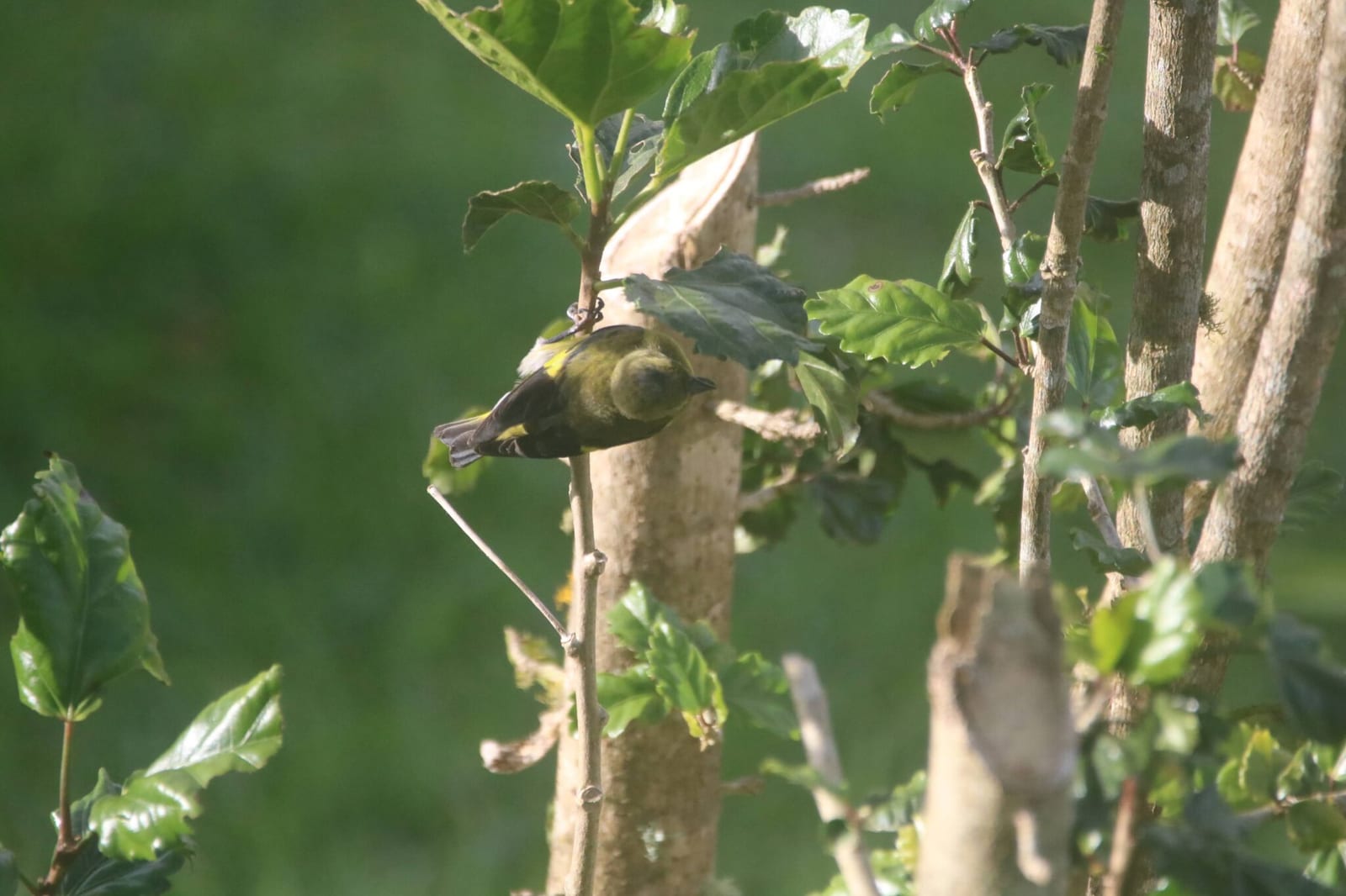 Warblers of Costa Rica | Natural Costa Rica in Costa Rica