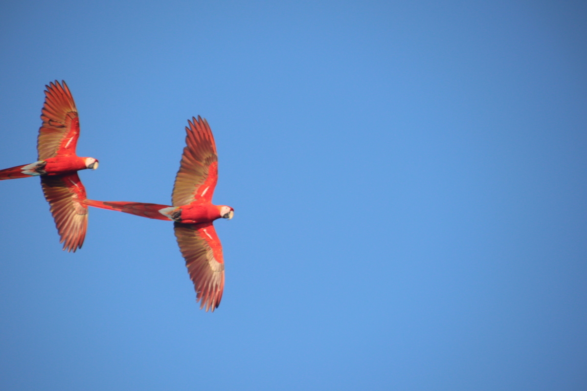 Scarlet Macaws Soaring: Vivid Duo in Azure Sky | Natural Costa Rica