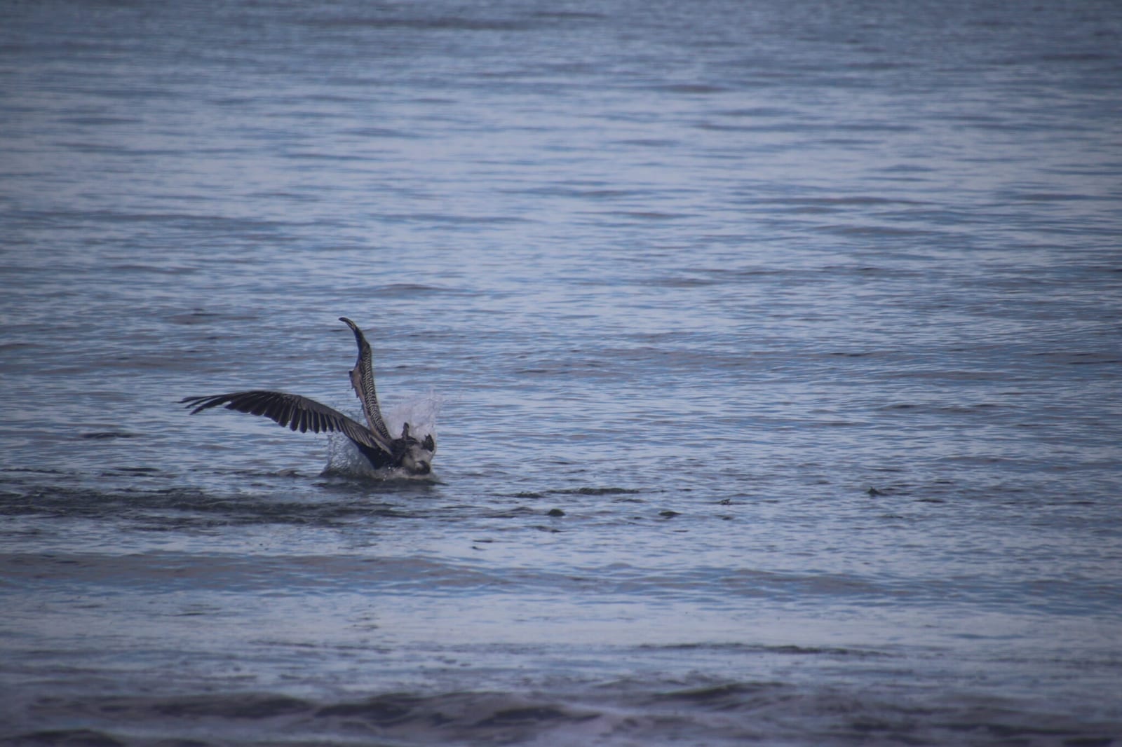 Pelicans of Costa Rica in Costa Rica