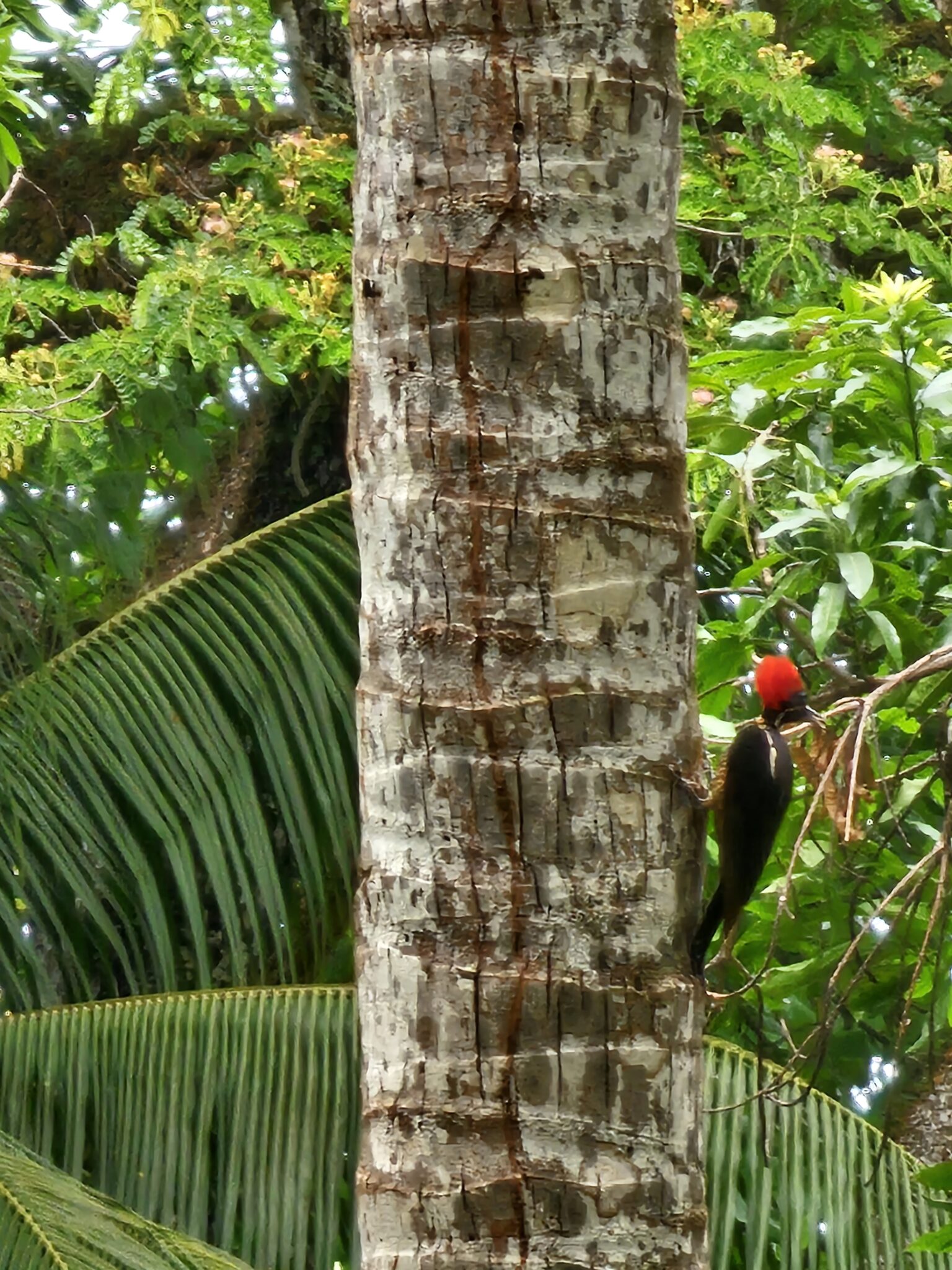 Red-Headed Woodpecker in Tropical Forest Canopy | Natural Costa Rica