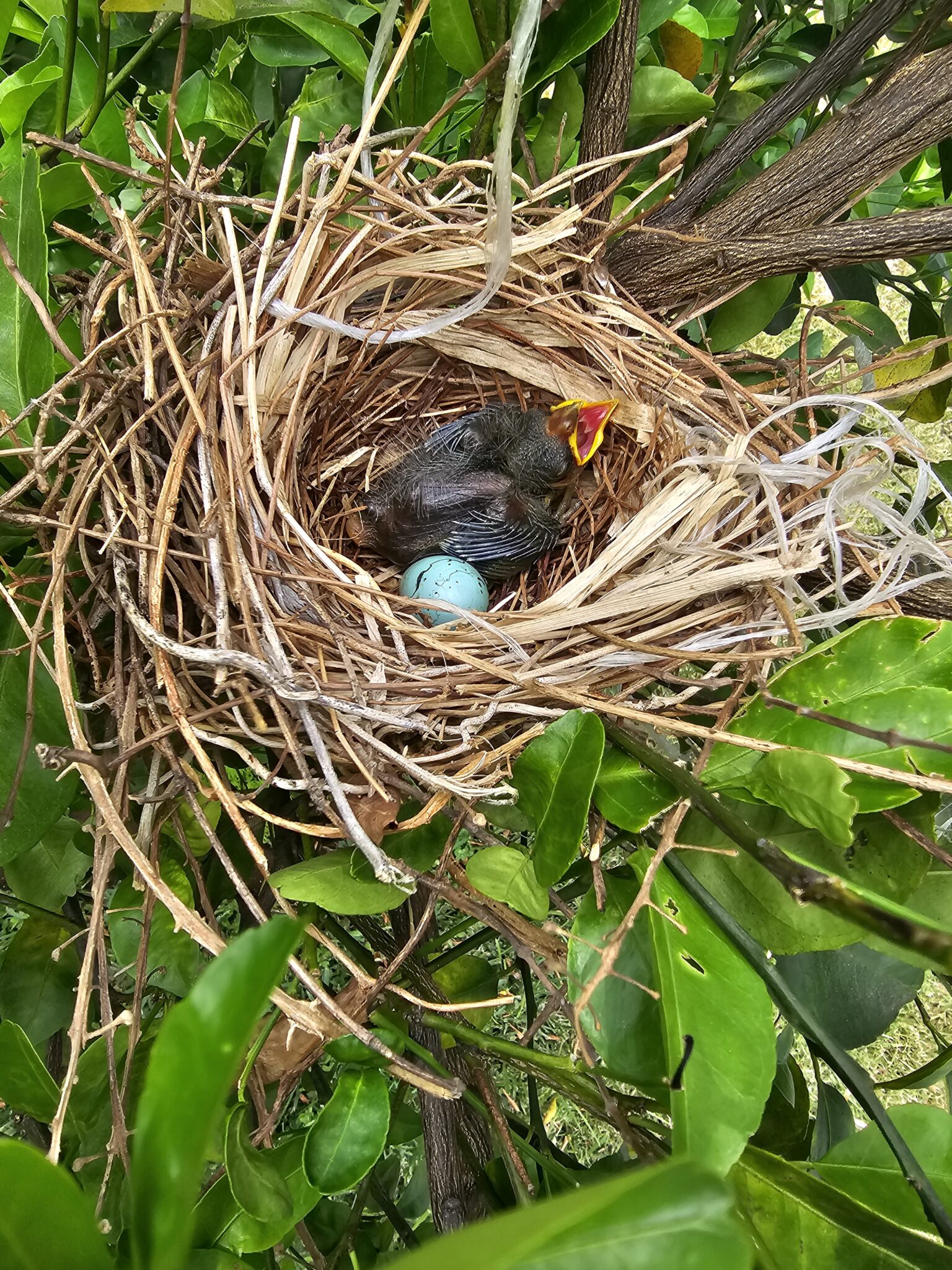 Baby Bird in Nest with Egg | Natural Costa Rica