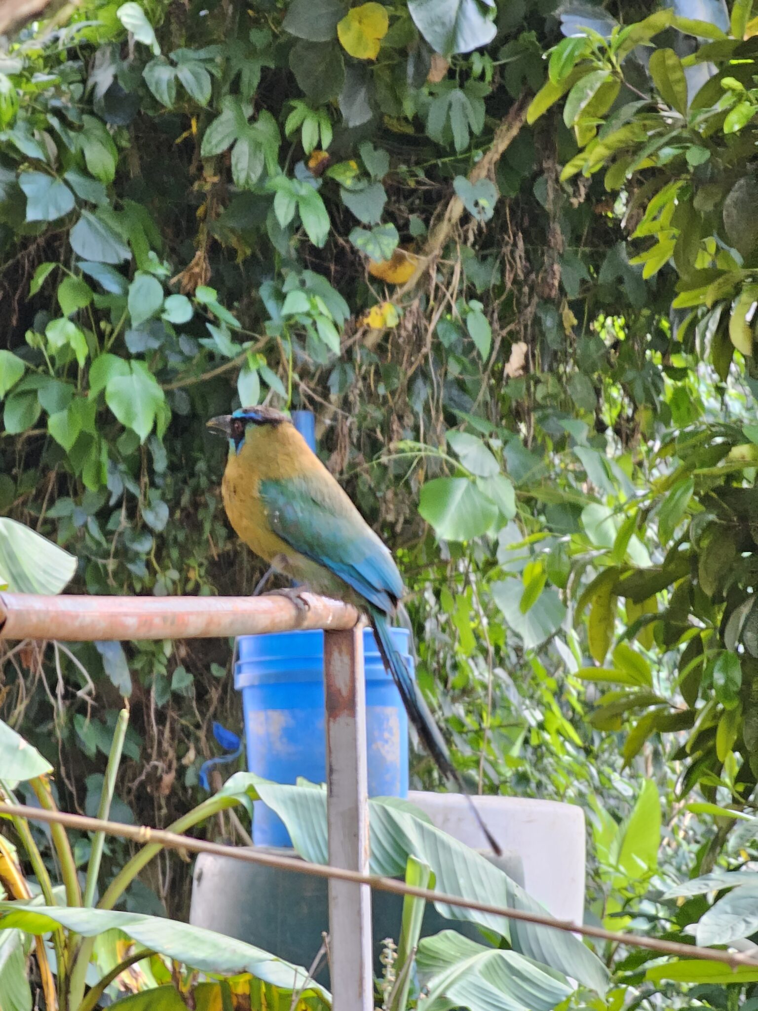 Blue-crowned Motmot perched in lush tropical foliage. | Natural Costa Rica
