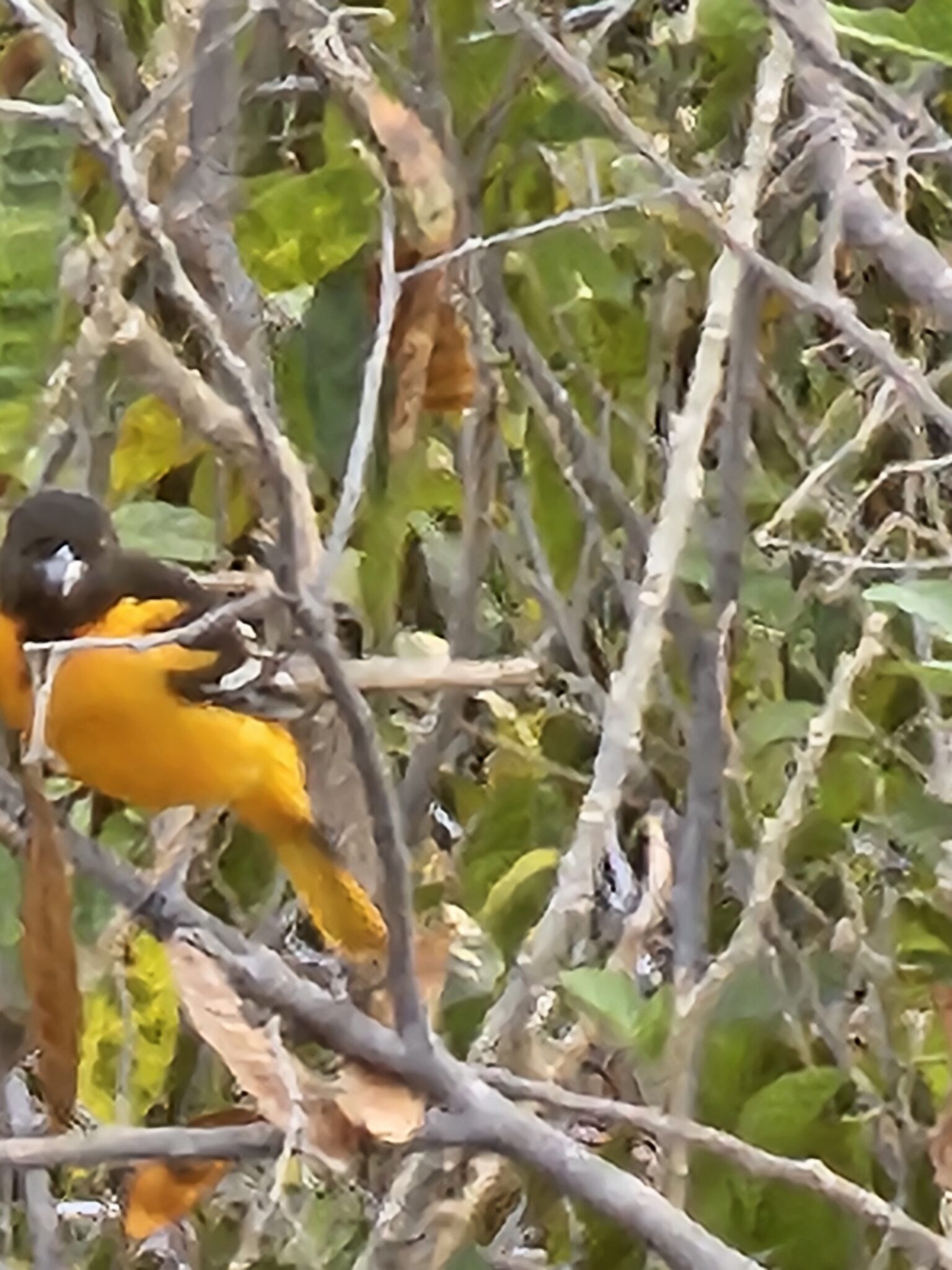 Oriole perched on branches in dappled light | Natural Costa Rica