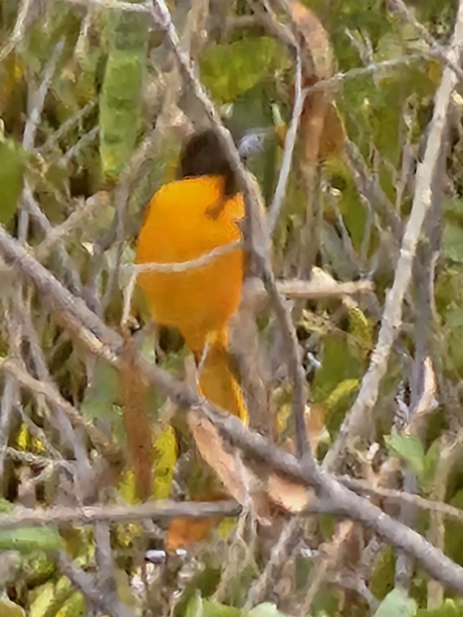 Orange Oriole bird hides in the bush | Natural Costa Rica