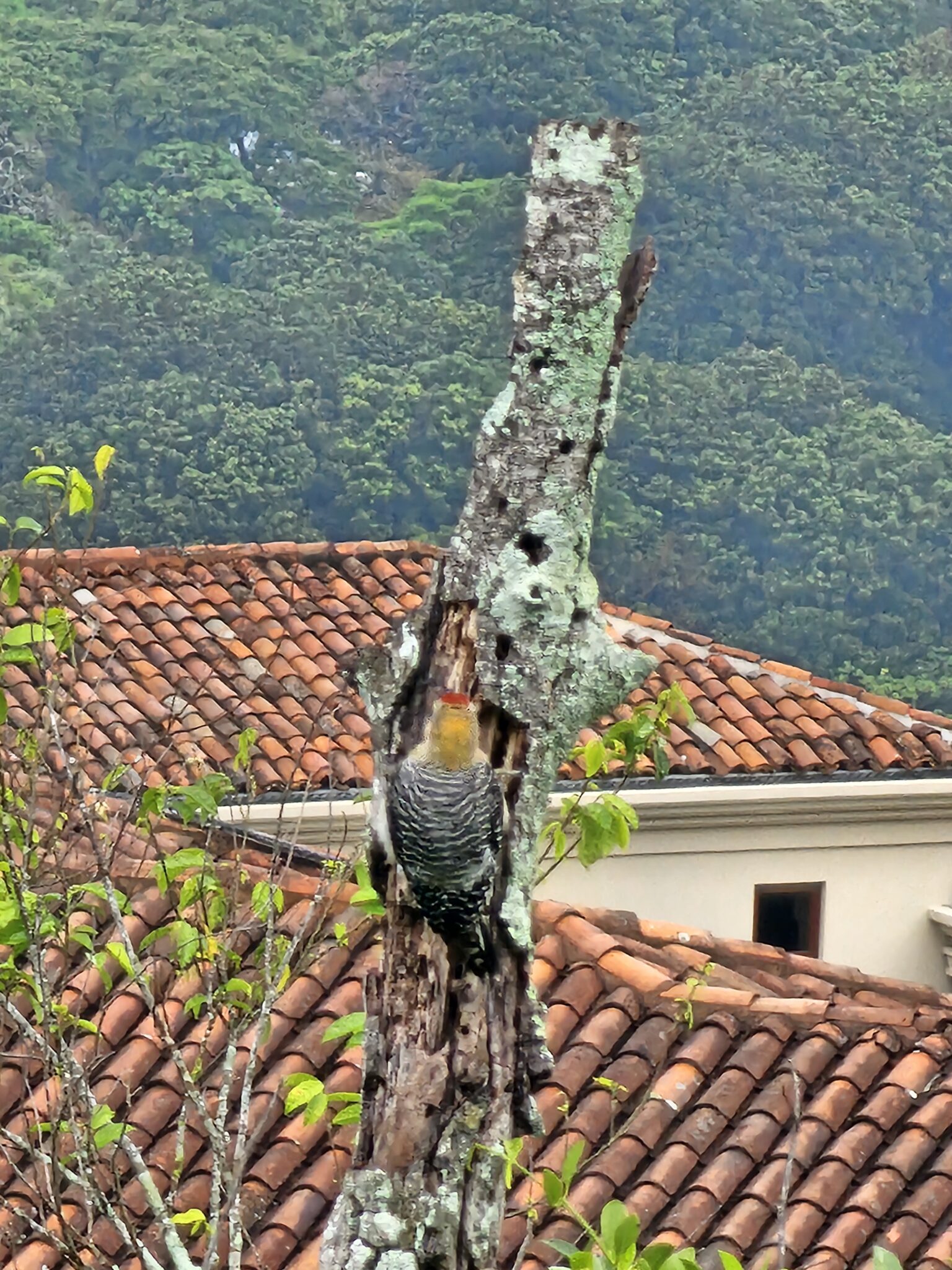Red-crowned Woodpecker Perched on a Mossy Branch | Natural Costa Rica