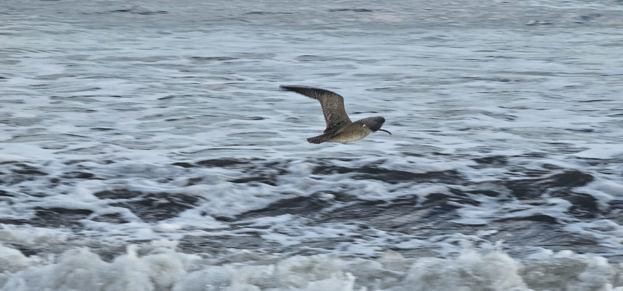 Whimbrel flies above ocean waves on the hunt. in Osa Peninsula | Natural Costa Rica