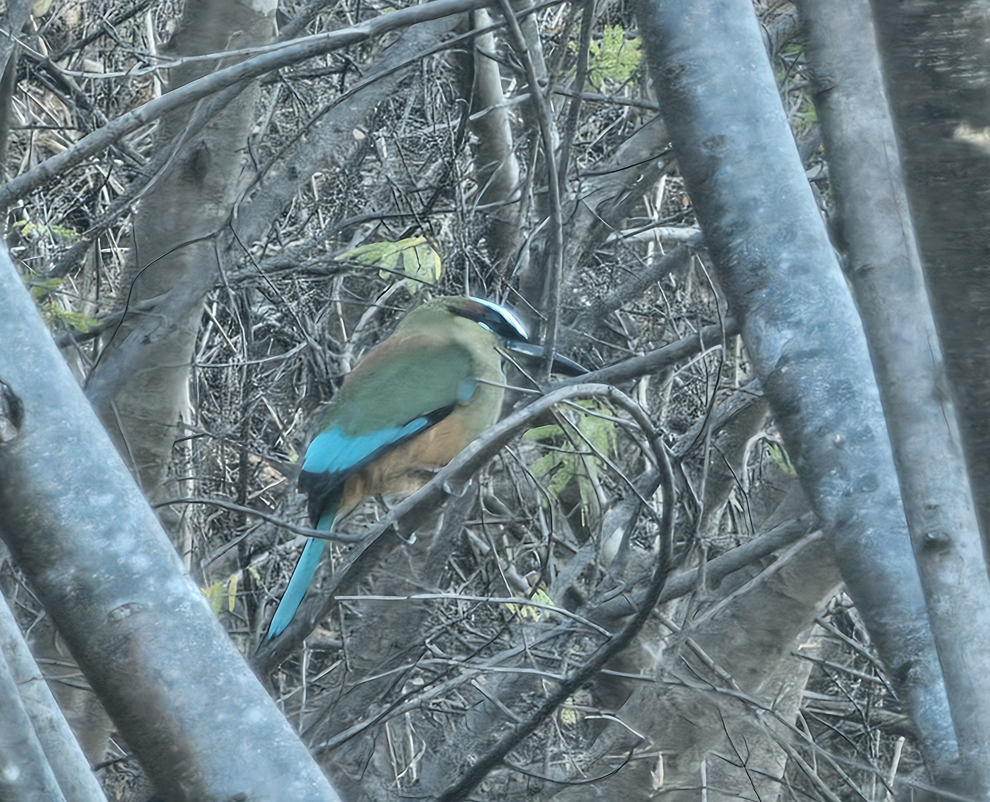 Turquoise-browed Motmot in Tree, Colorful Bird Portrait | Natural Costa Rica