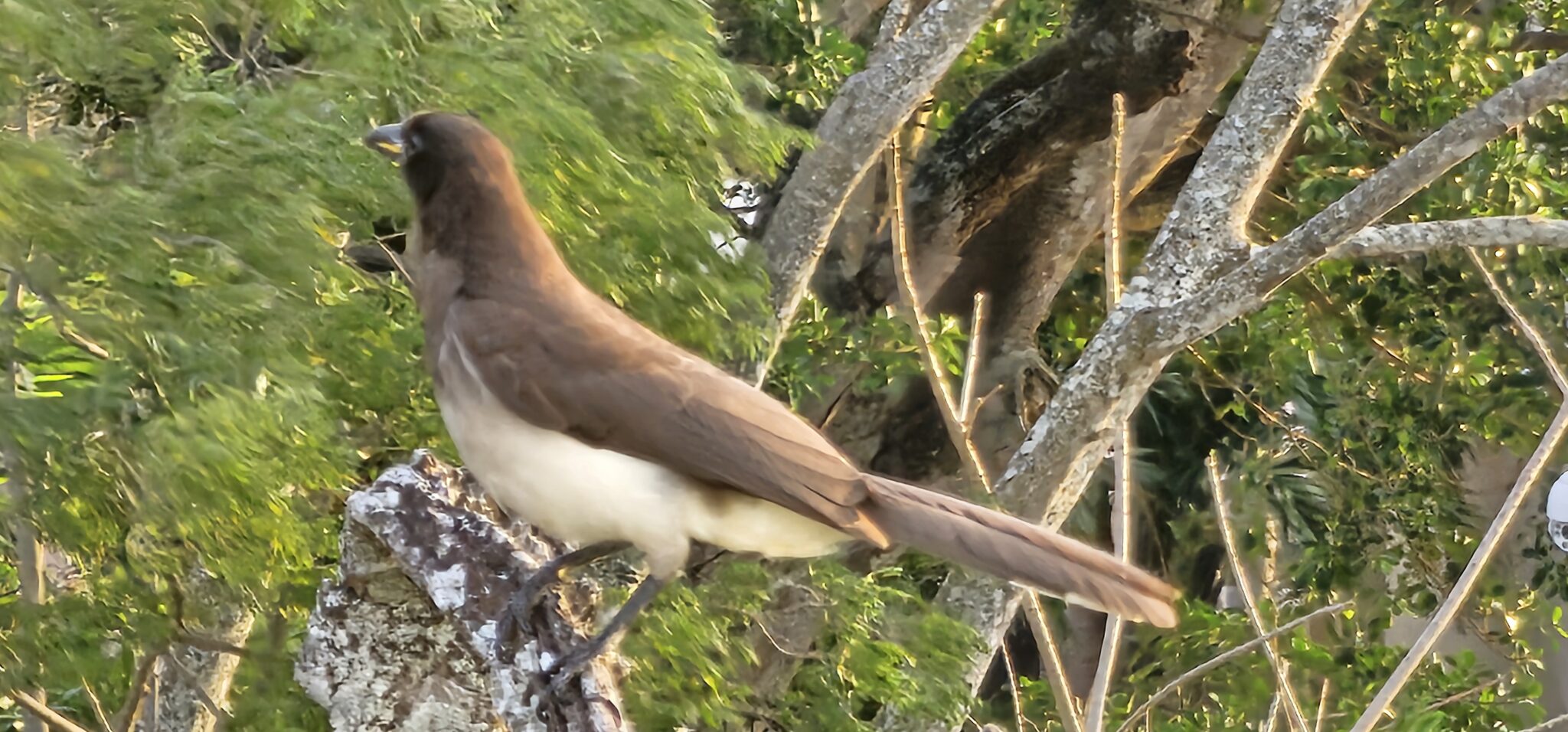 Brown Jay perched on a branch in nature. | Natural Costa Rica