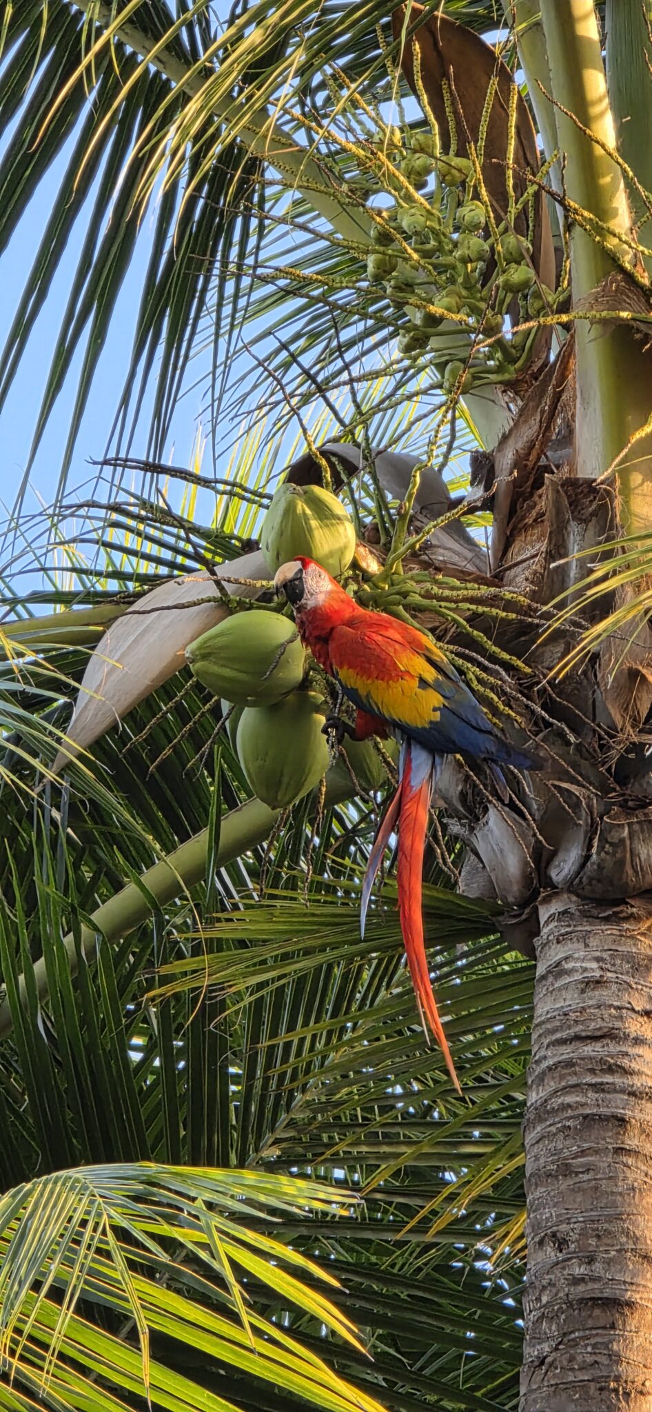 Scarlet Macaw Eating Coconuts in Palm Tree | Natural Costa Rica