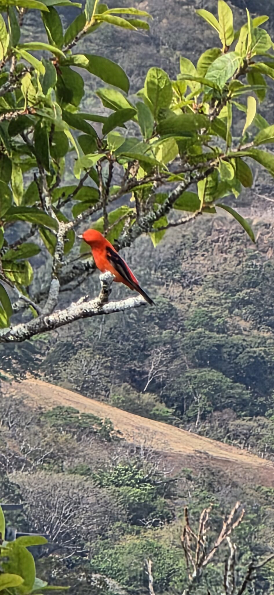 ʻIʻiwi Bird in a Tree in Hawaii | Natural Costa Rica