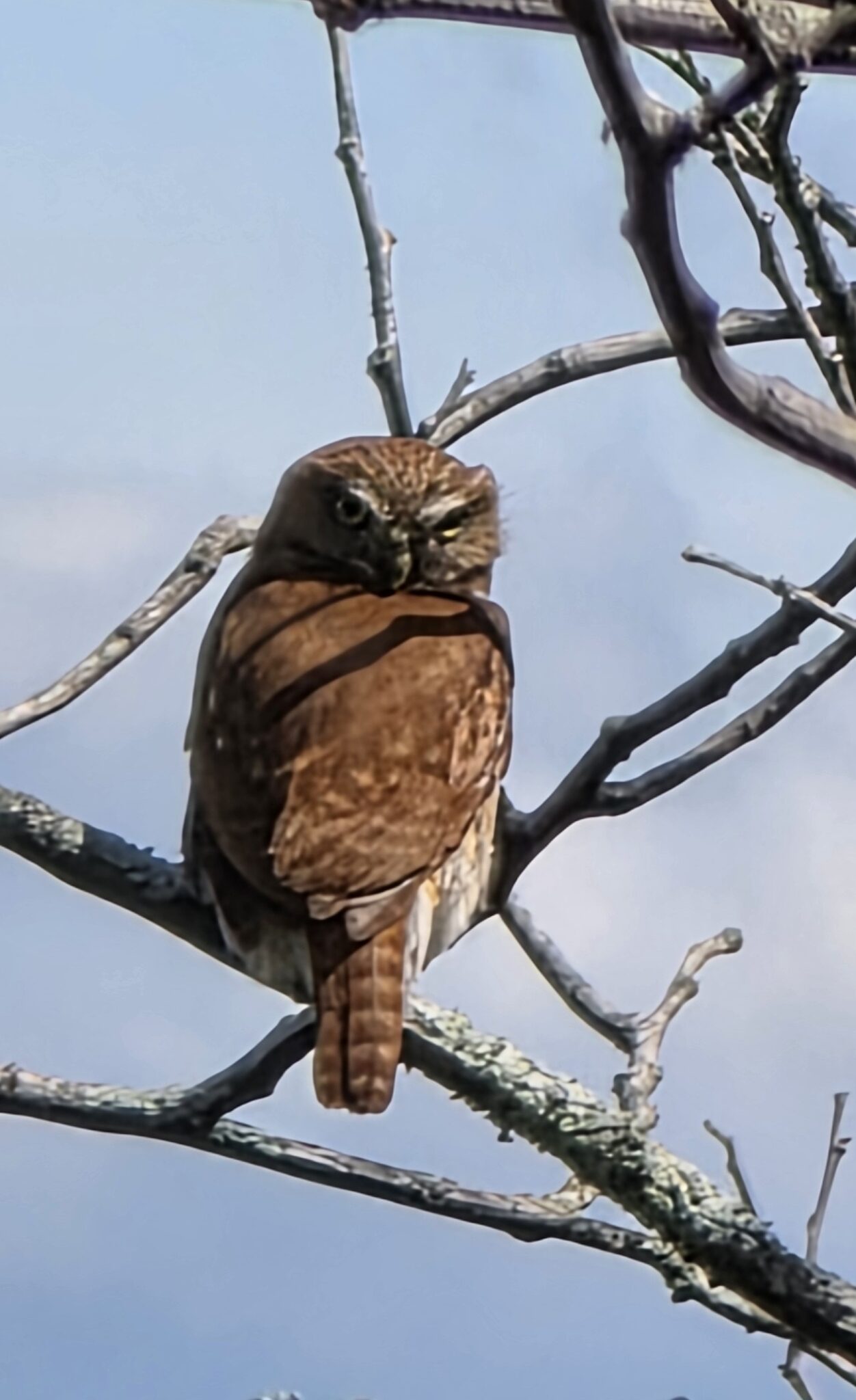 Ferruginous Pygmy-Owl perched on a branch | Natural Costa Rica