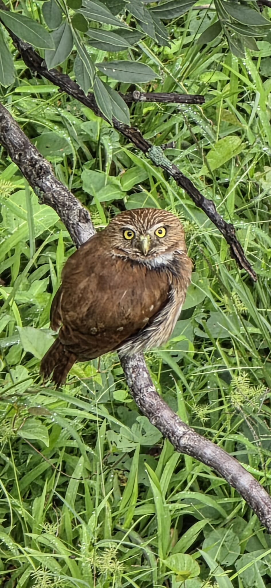 Eurasian Pygmy Owl on Branch | Natural Costa Rica