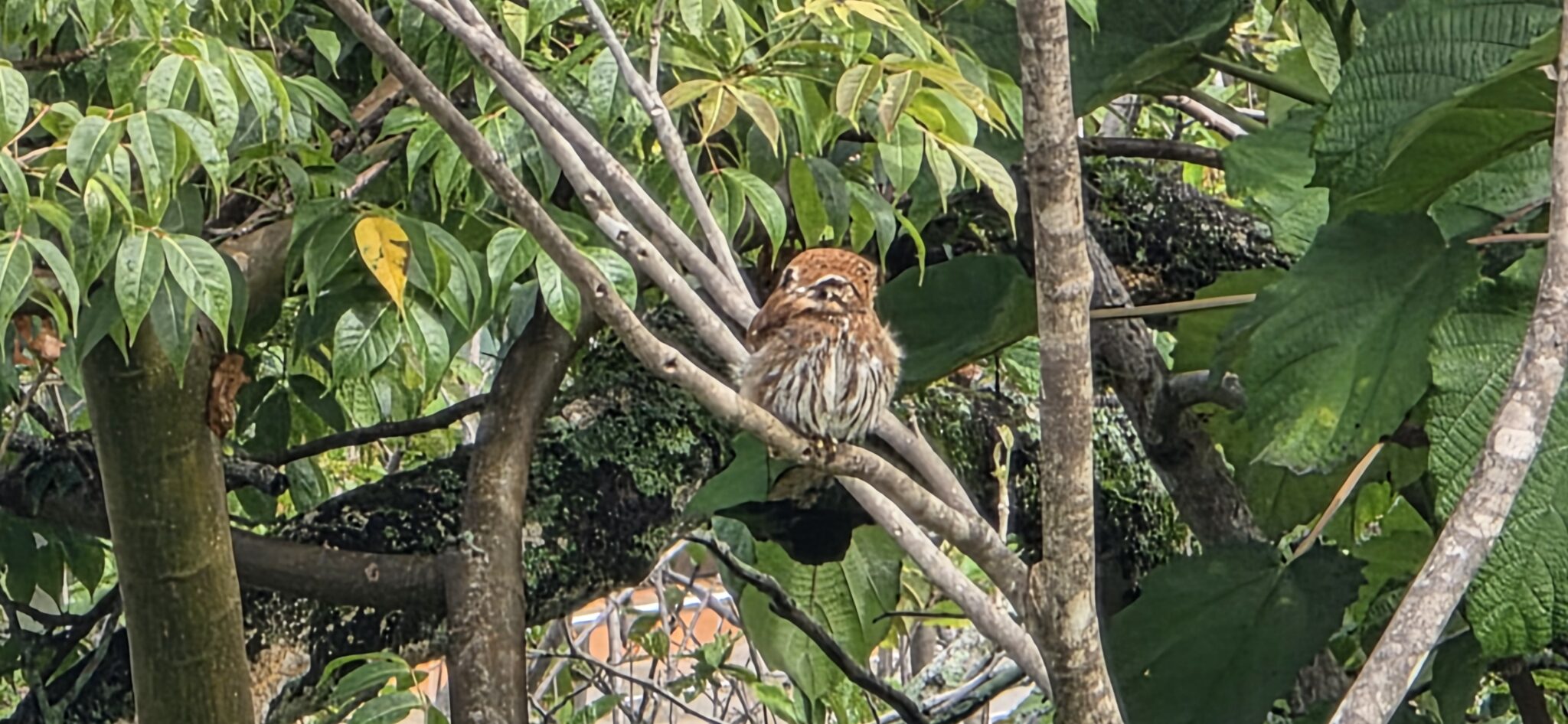Tiny owl perched on a tree branch. | Natural Costa Rica