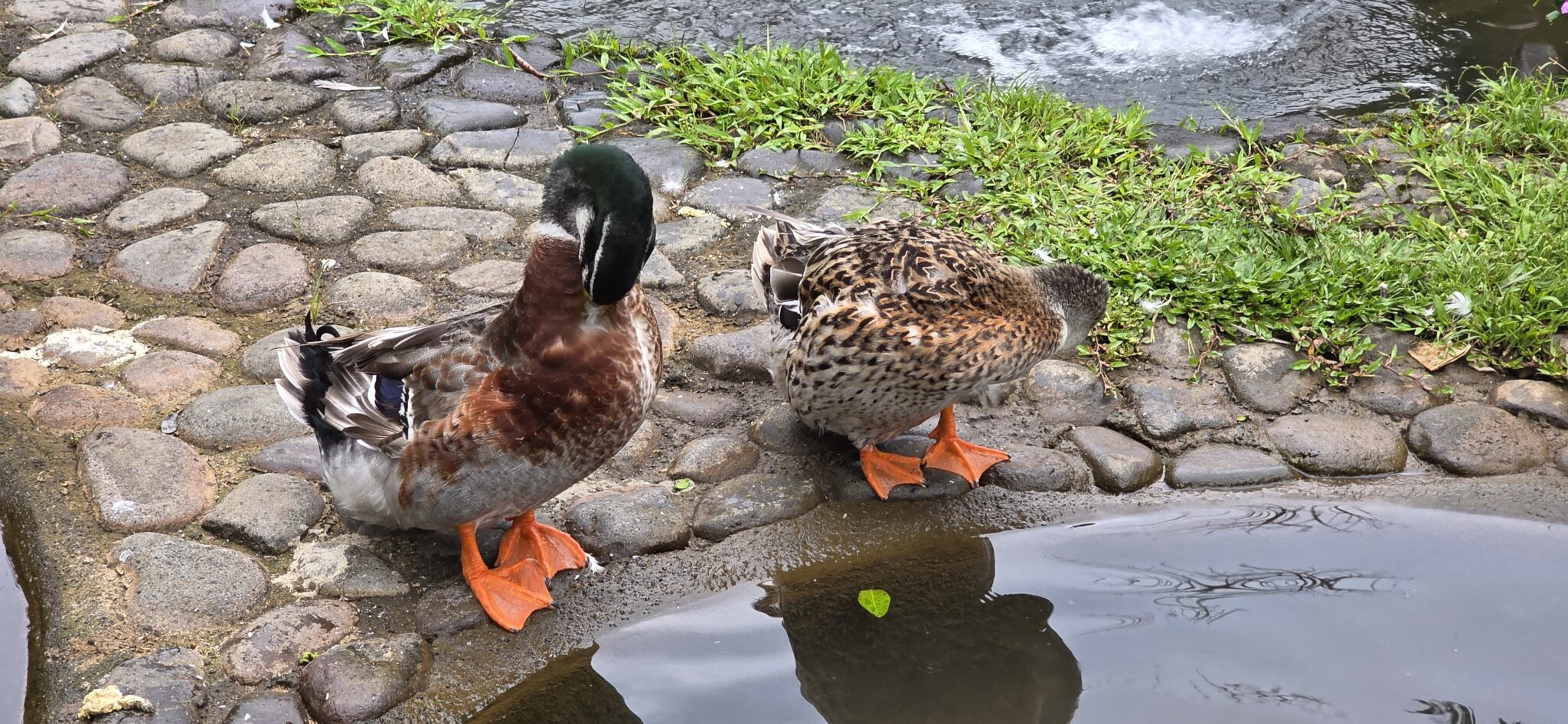 Ducks by the pond, peaceful wildlife scenery. | Natural Costa Rica