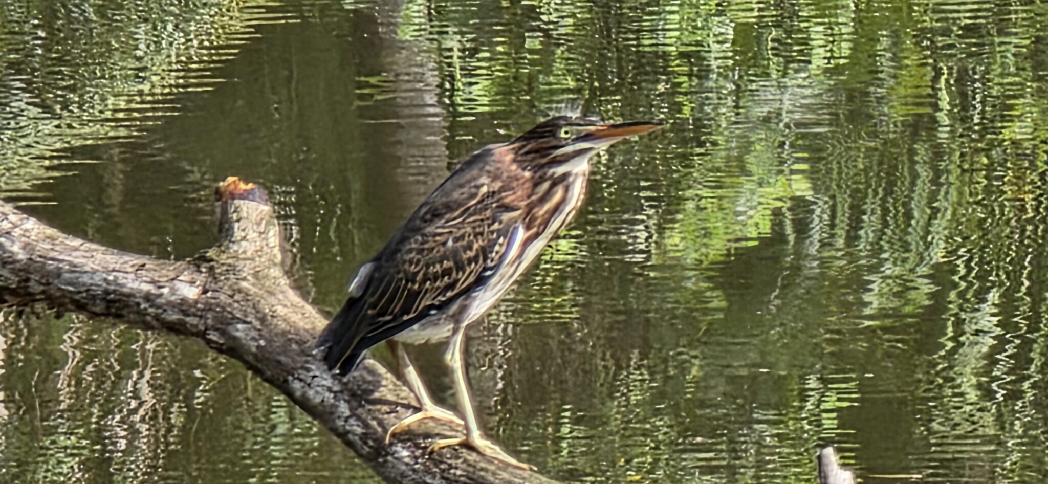 Green Heron Prepares to Dive off Tree Branch | Natural Costa Rica