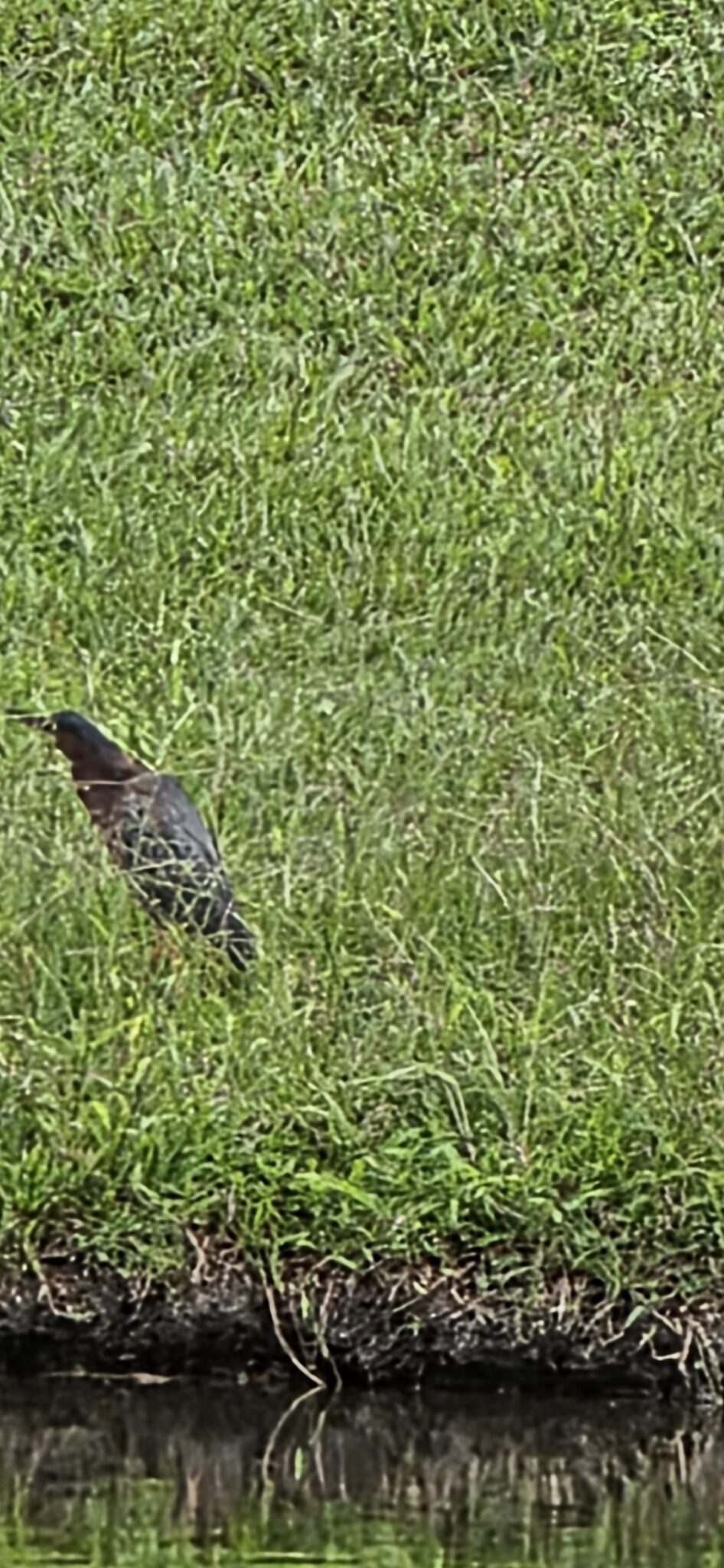 Green Heron hunting for food on grassy riverbank | Natural Costa Rica