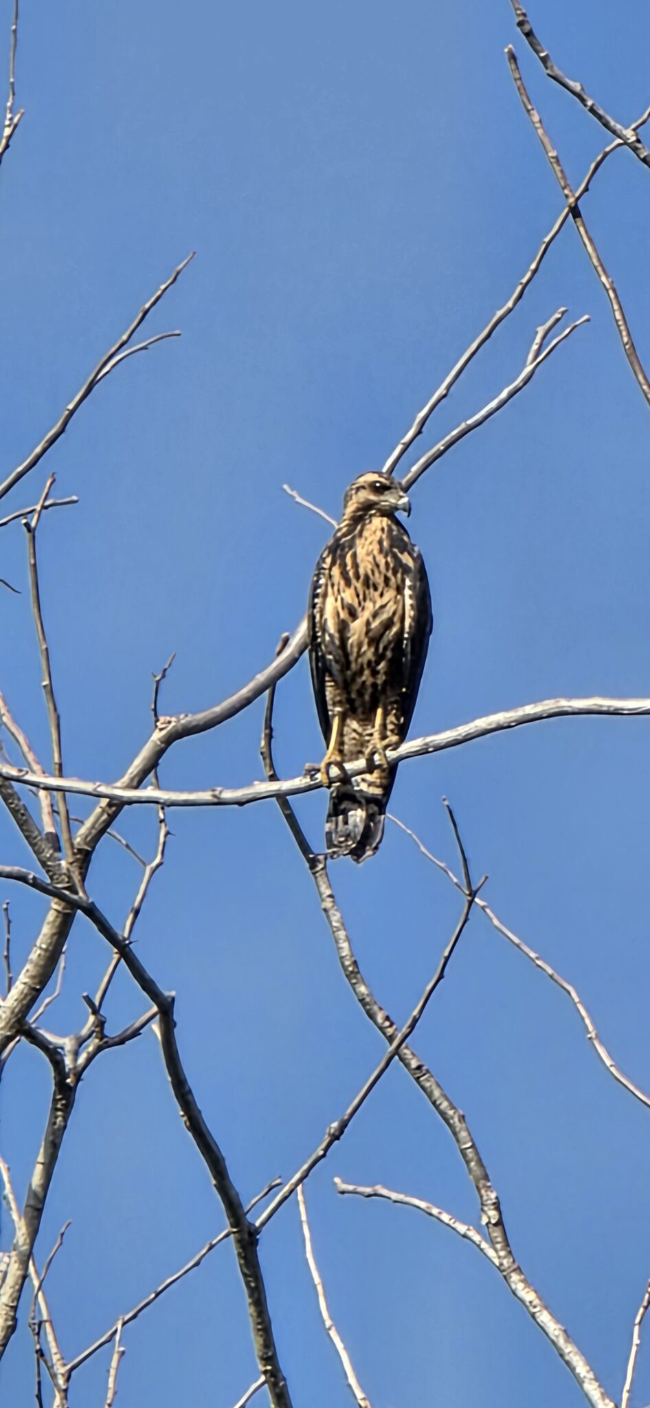 Sharp-shinned Hawk Perched on Branch Against Blue Sky | Natural Costa Rica