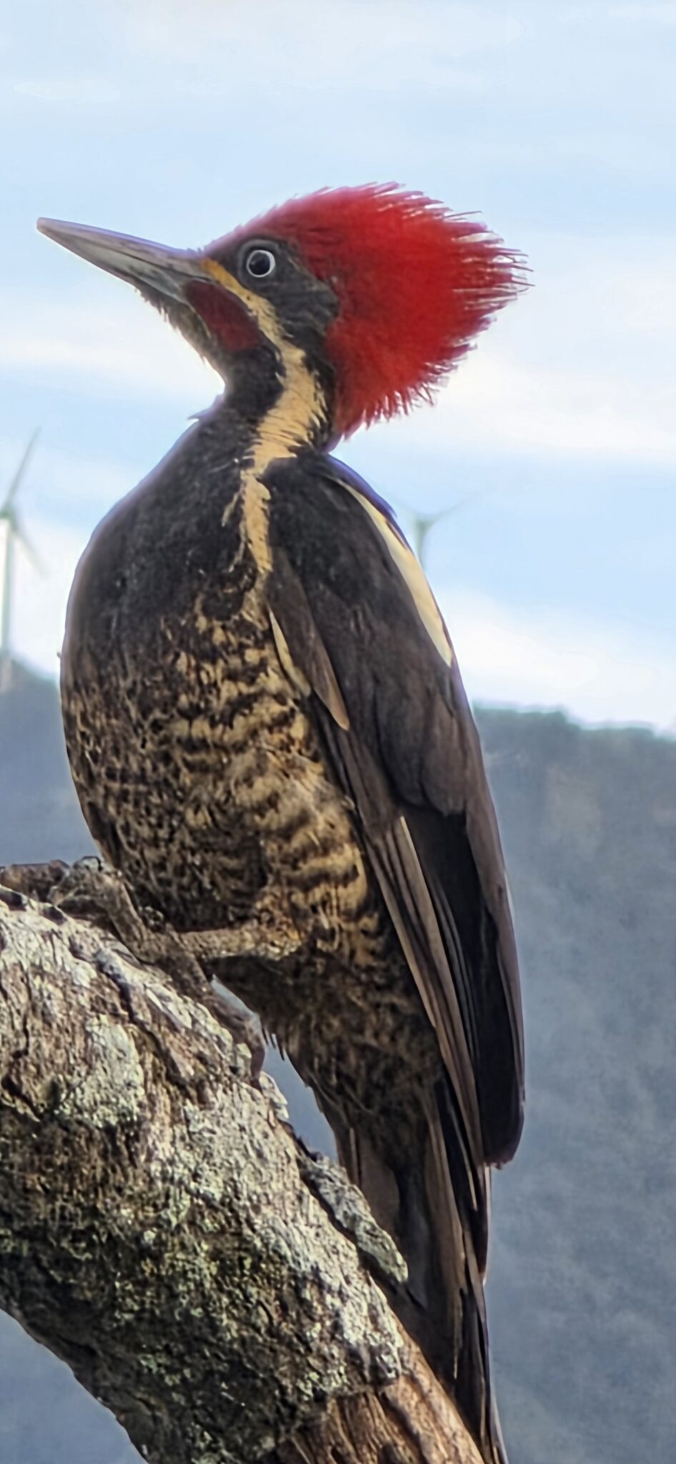 Lineated Woodpecker perched on a branch. | Natural Costa Rica