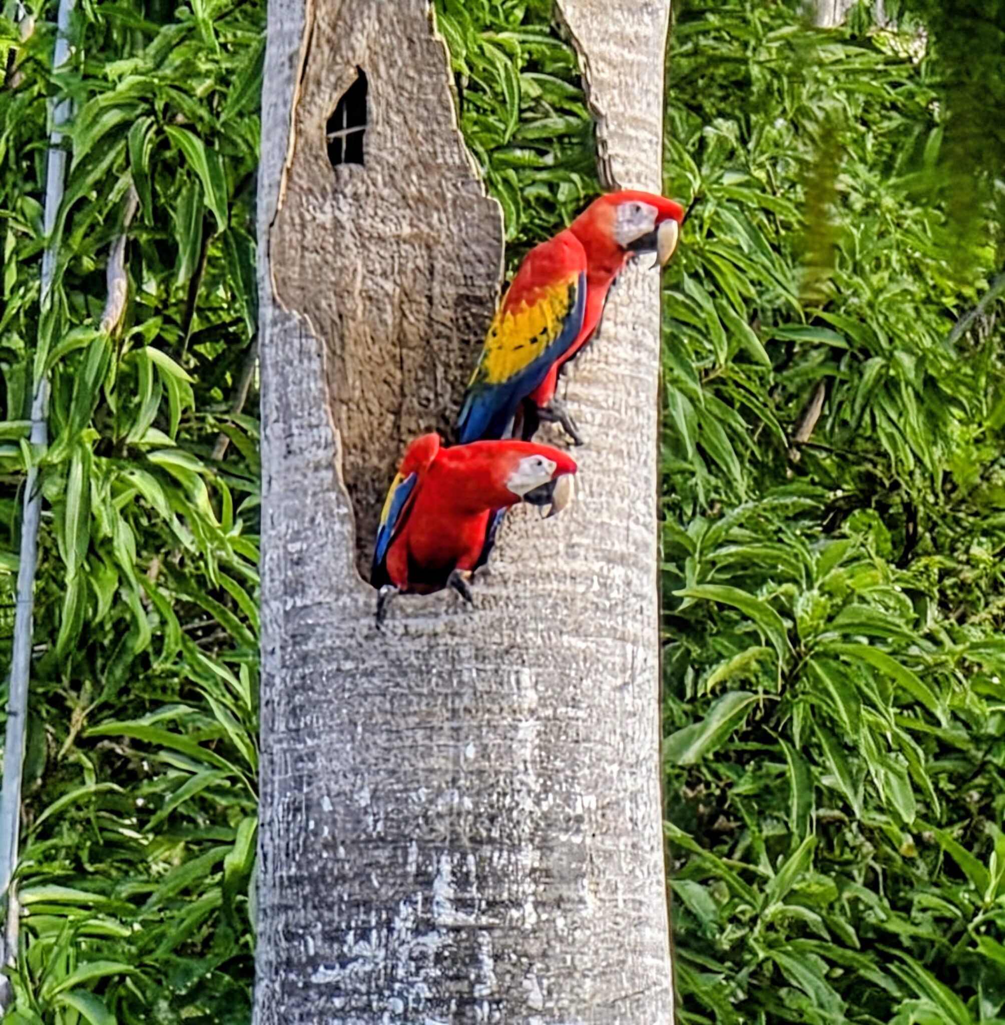 Scarlet Macaws at Home in Nesting Cavity | Natural Costa Rica