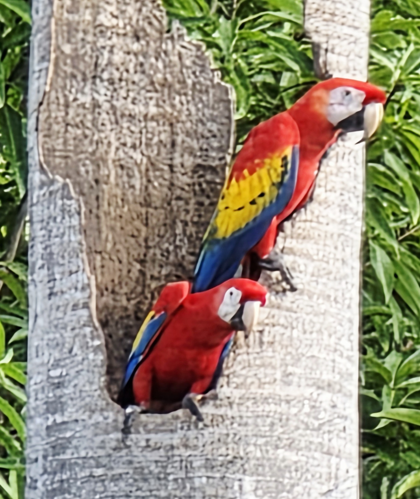 Scarlet Macaws Nesting in Palm Tree | Natural Costa Rica