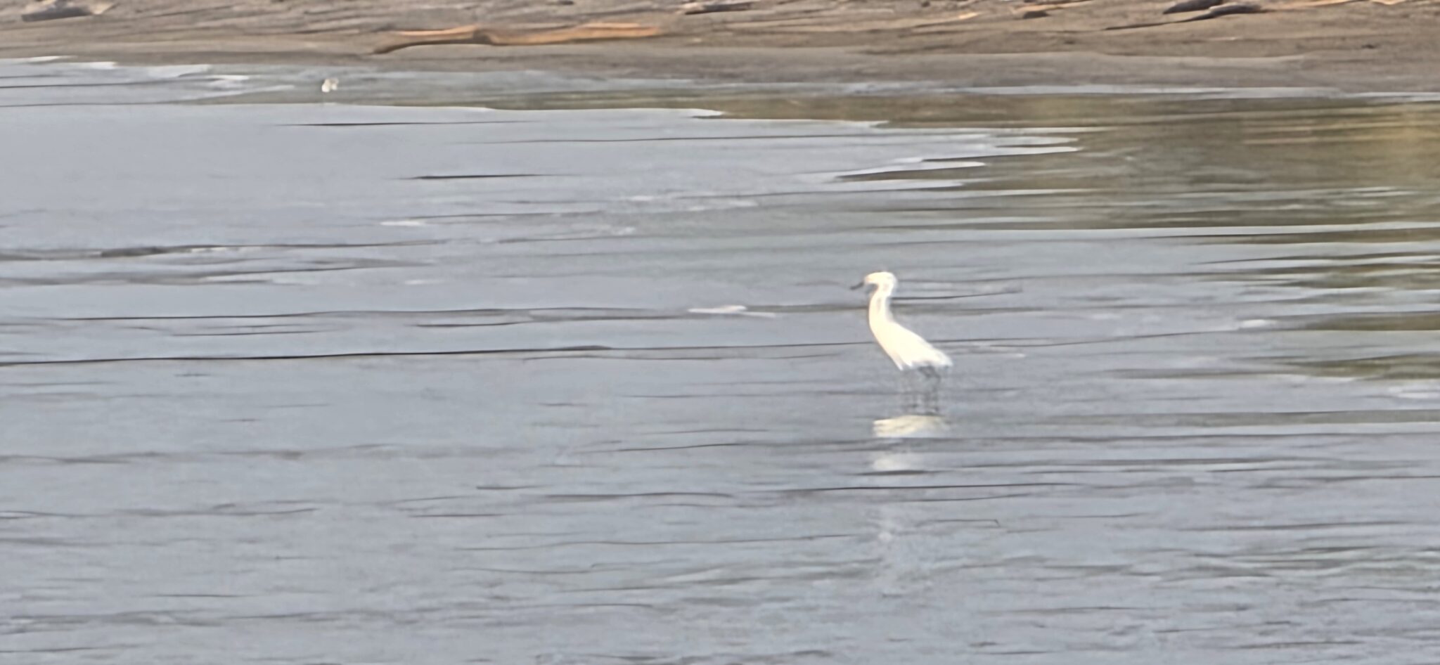 Egret Wades in Calm Waters on Beach | Natural Costa Rica
