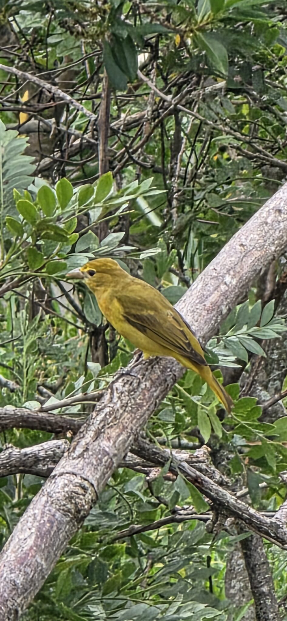 Yellow bird foraging amongst the green leaves | Natural Costa Rica
