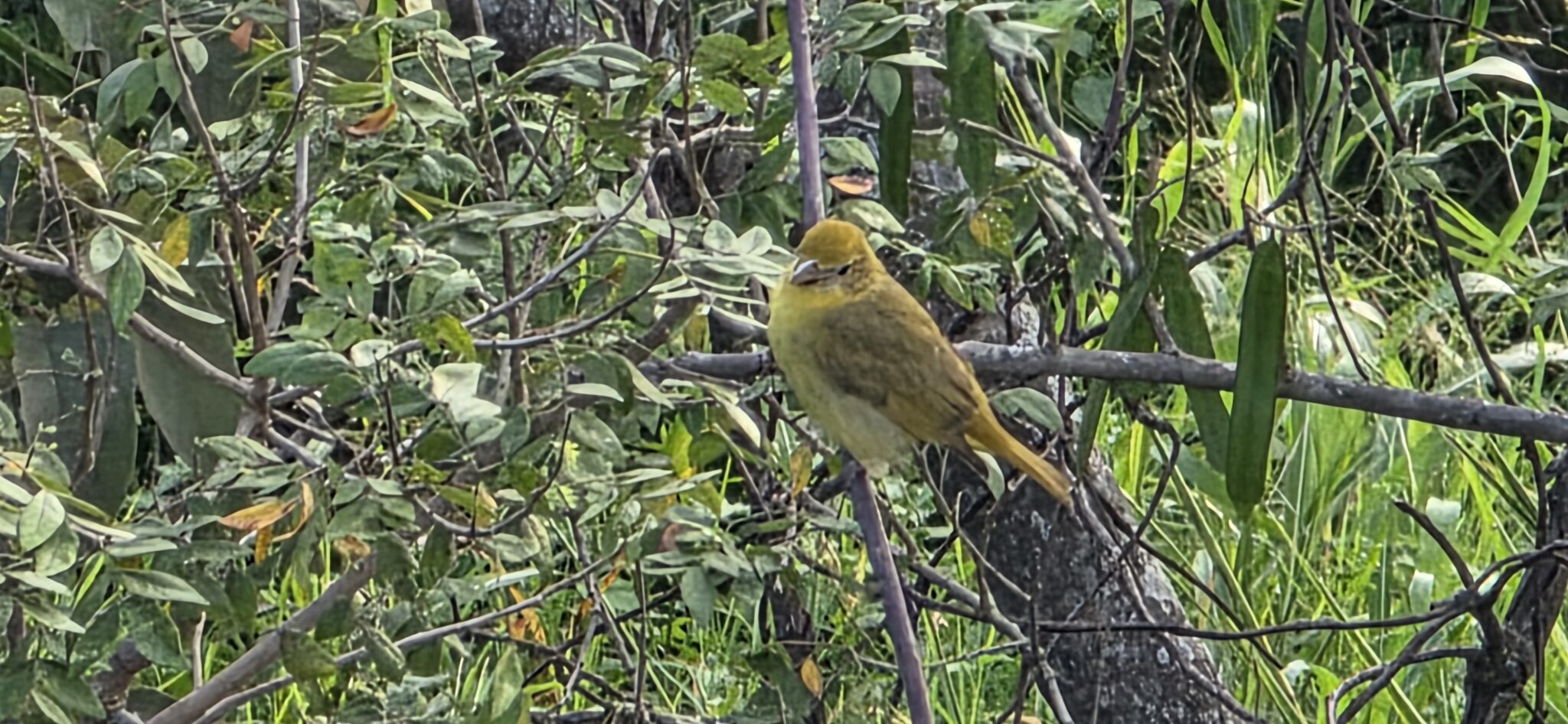 Palm Tanager perched on a tree branch | Natural Costa Rica