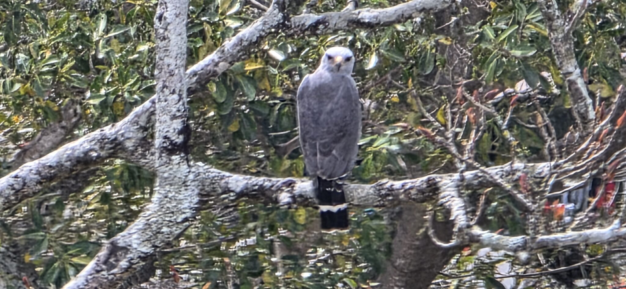 Gray Hawk perched on branch, portrait, close-up | Natural Costa Rica