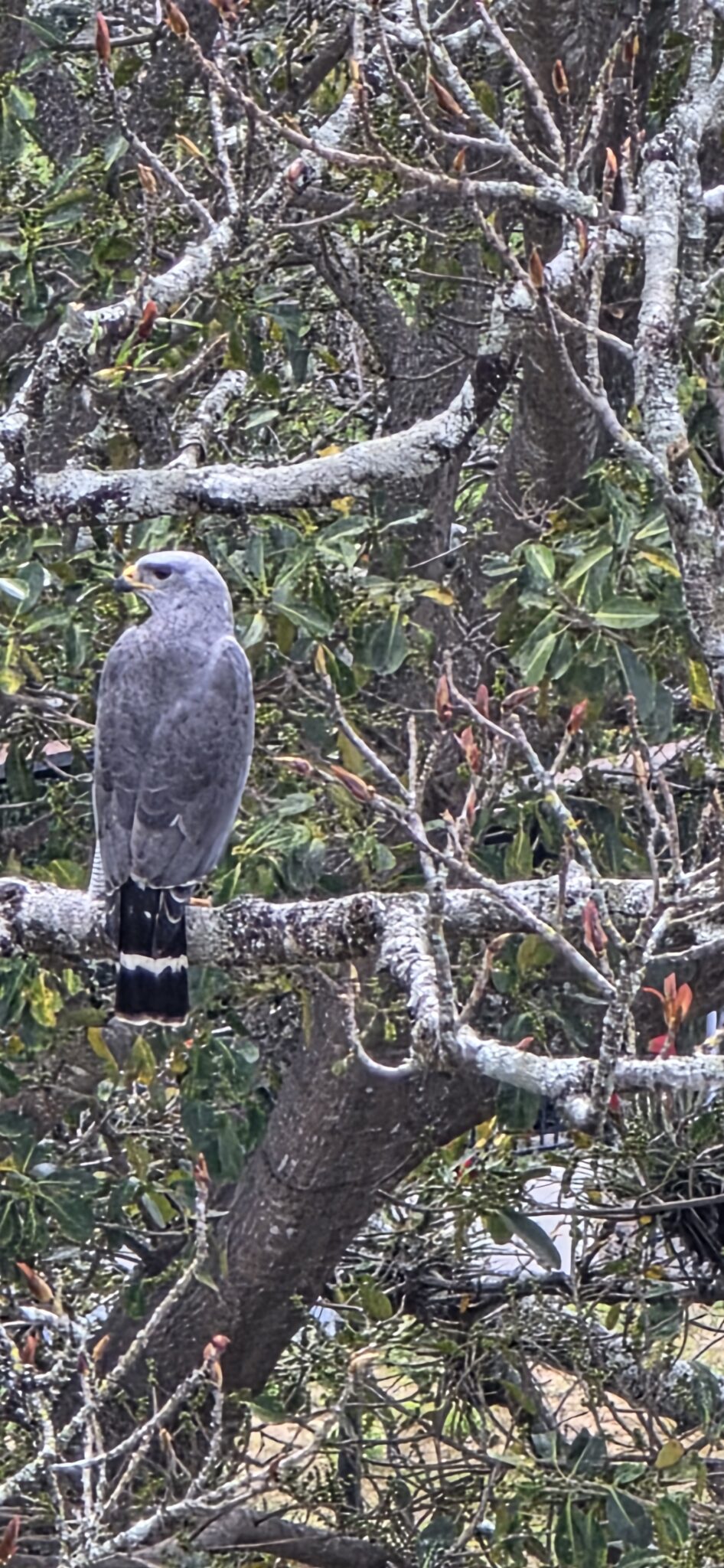 Gray Hawk Perched in a Tree | Natural Costa Rica