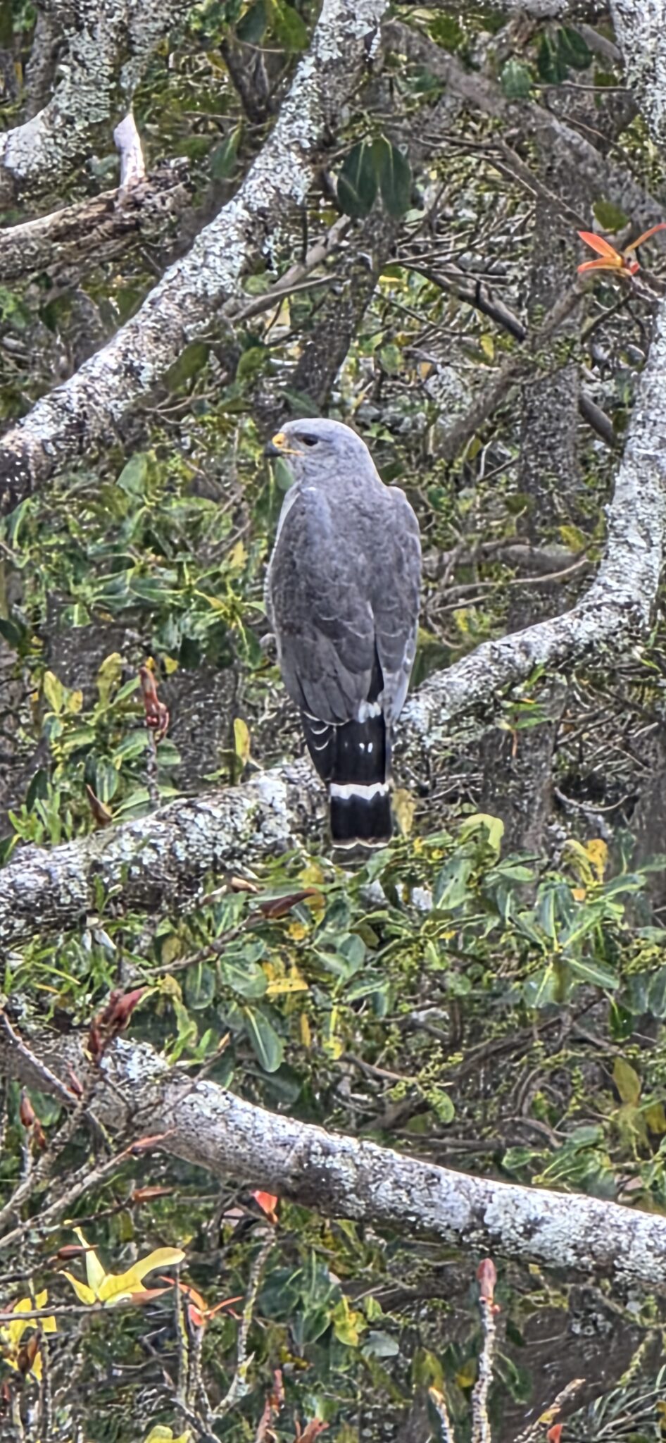 Grey Hawk Perched Camouflaged in Tree Branches | Natural Costa Rica