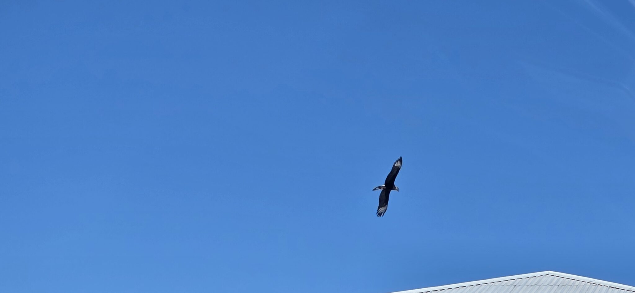 Eagle soars high in a clear blue sky | Natural Costa Rica