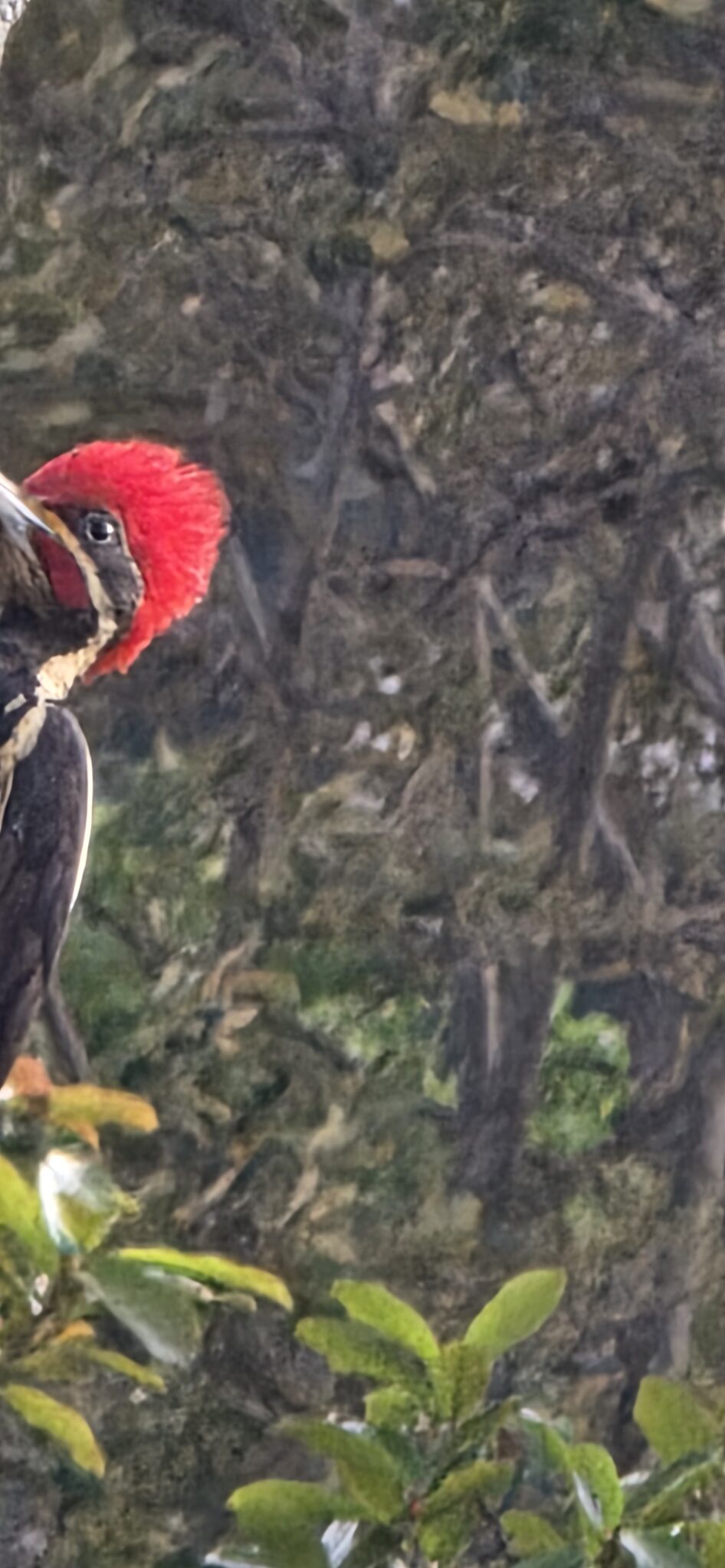 Pileated woodpecker perched in nature | Natural Costa Rica