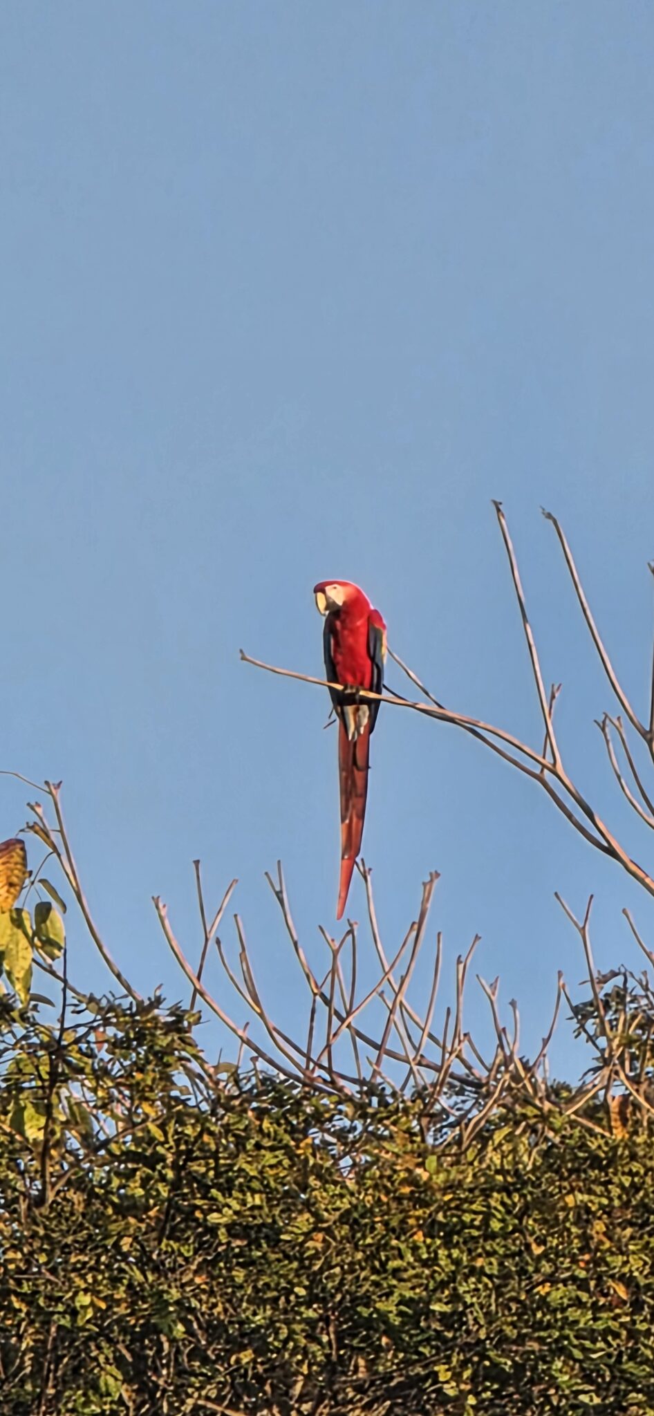 Scarlet Macaw perched high in the tree | Natural Costa Rica