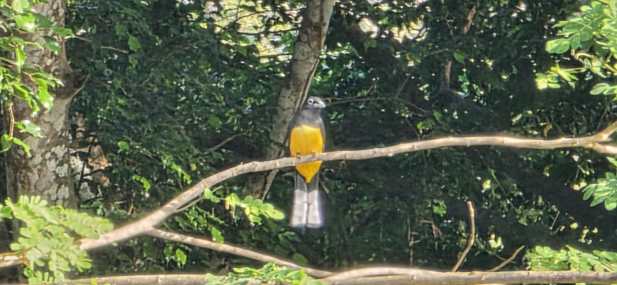 Colorful bird perched in a lush tropical forest | Natural Costa Rica