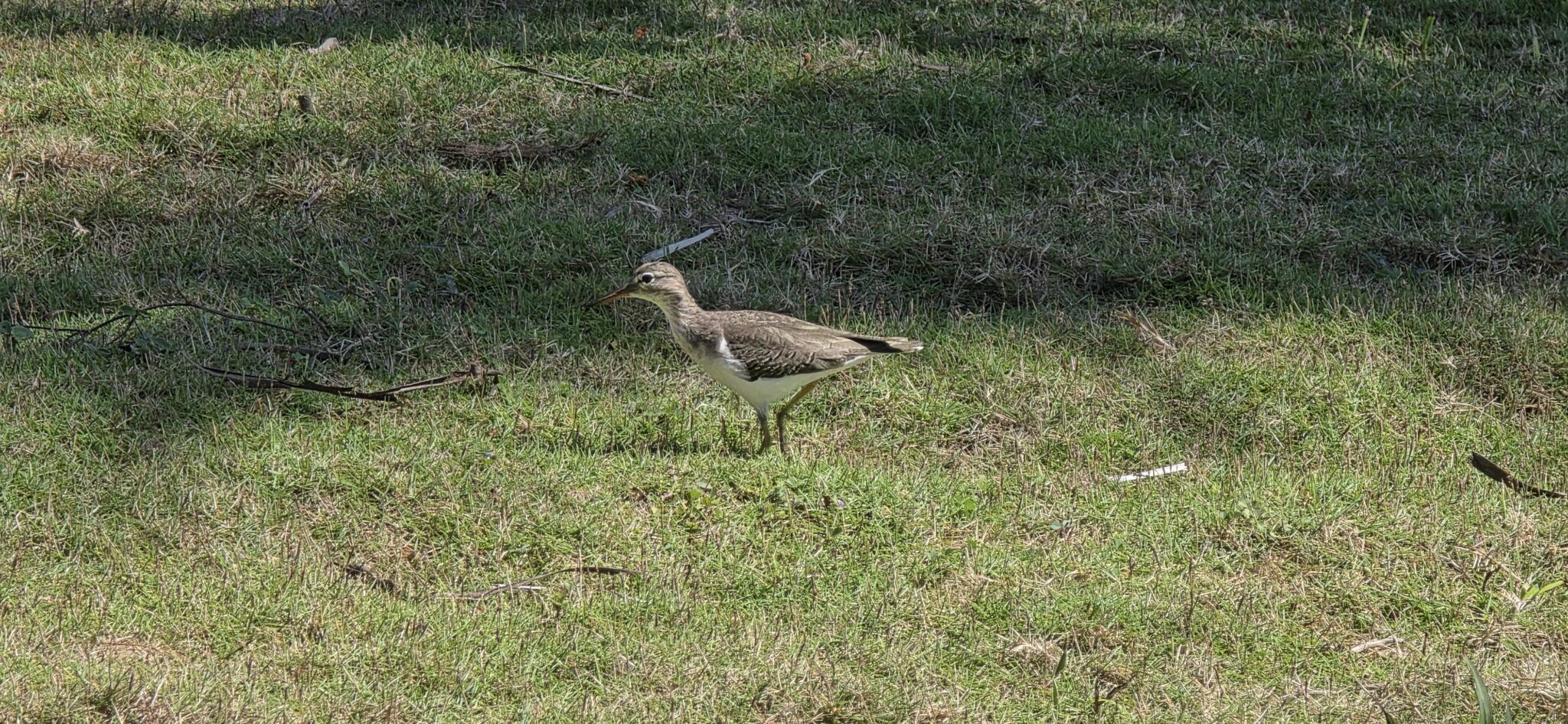 Eurasian Thick-knee Bird Walking in Green Grass | Natural Costa Rica