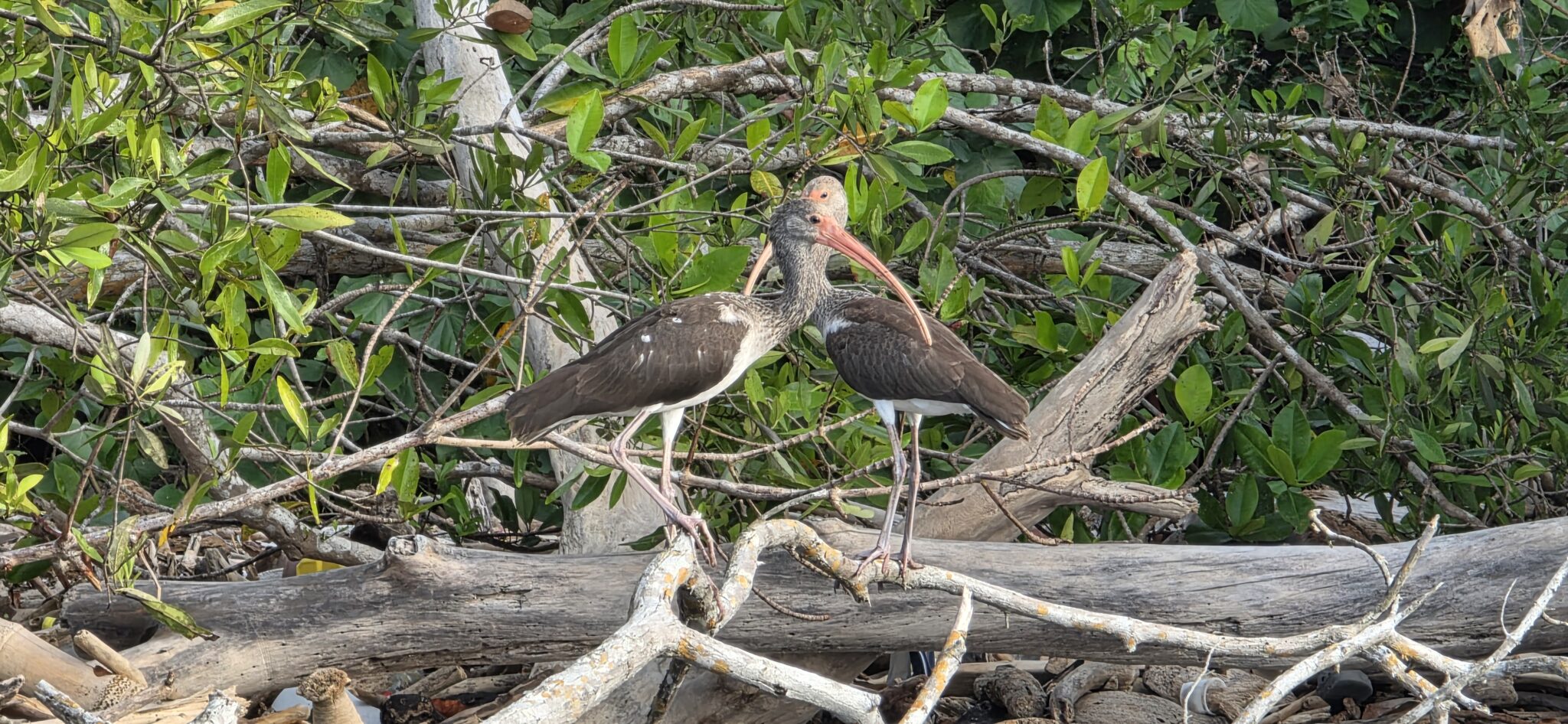 Juvenile White Ibis Pair Perched in Mangroves | Natural Costa Rica
