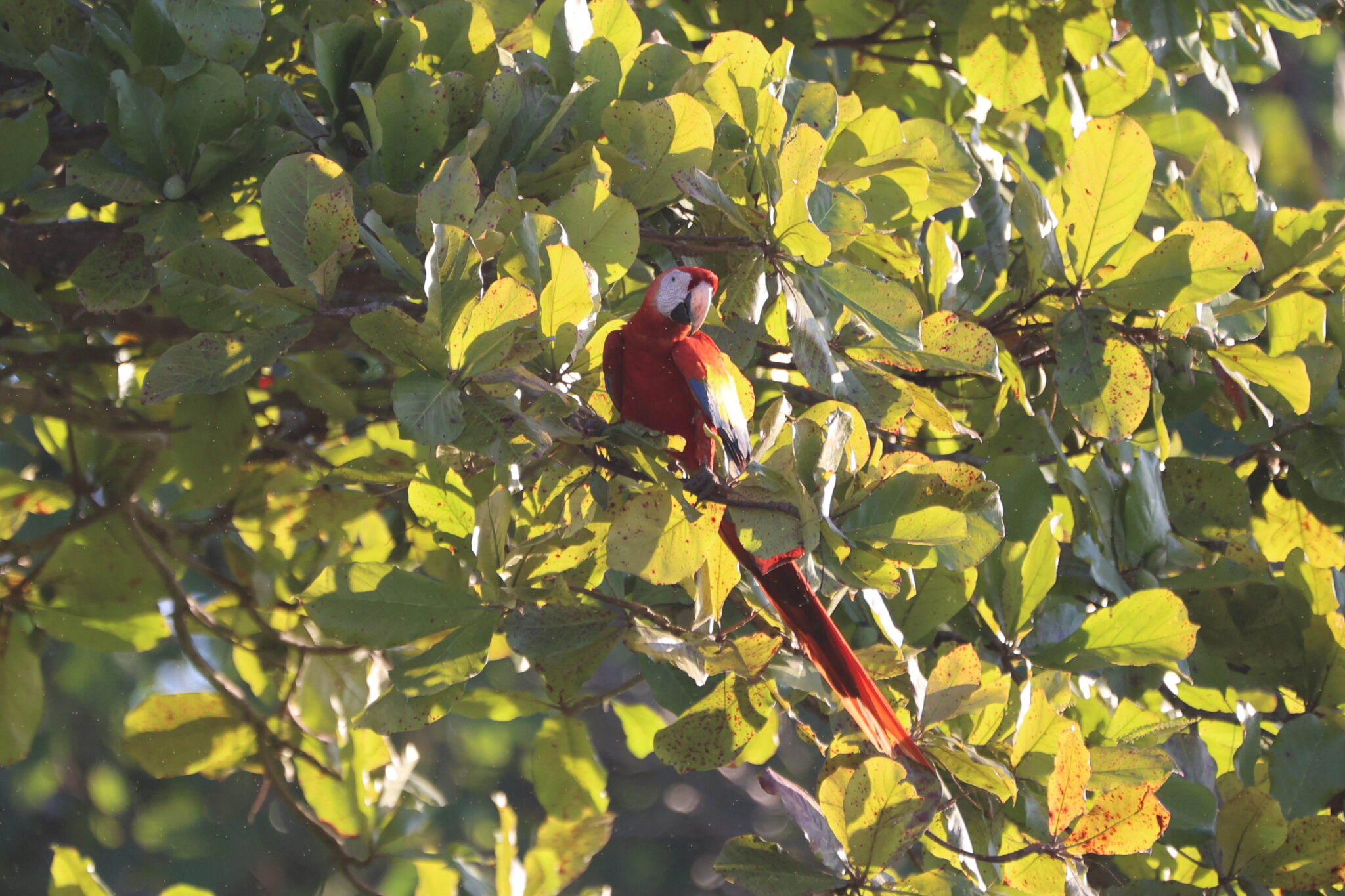 Scarlet Macaw in a Tree, Colorful Bird in Nicoya Peninsula | Natural Costa Rica