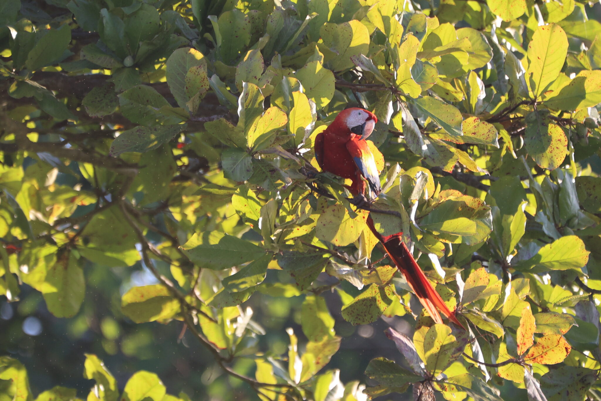 Scarlet Macaw Perched in Tree Canopy in Nicoya Peninsula | Natural Costa Rica