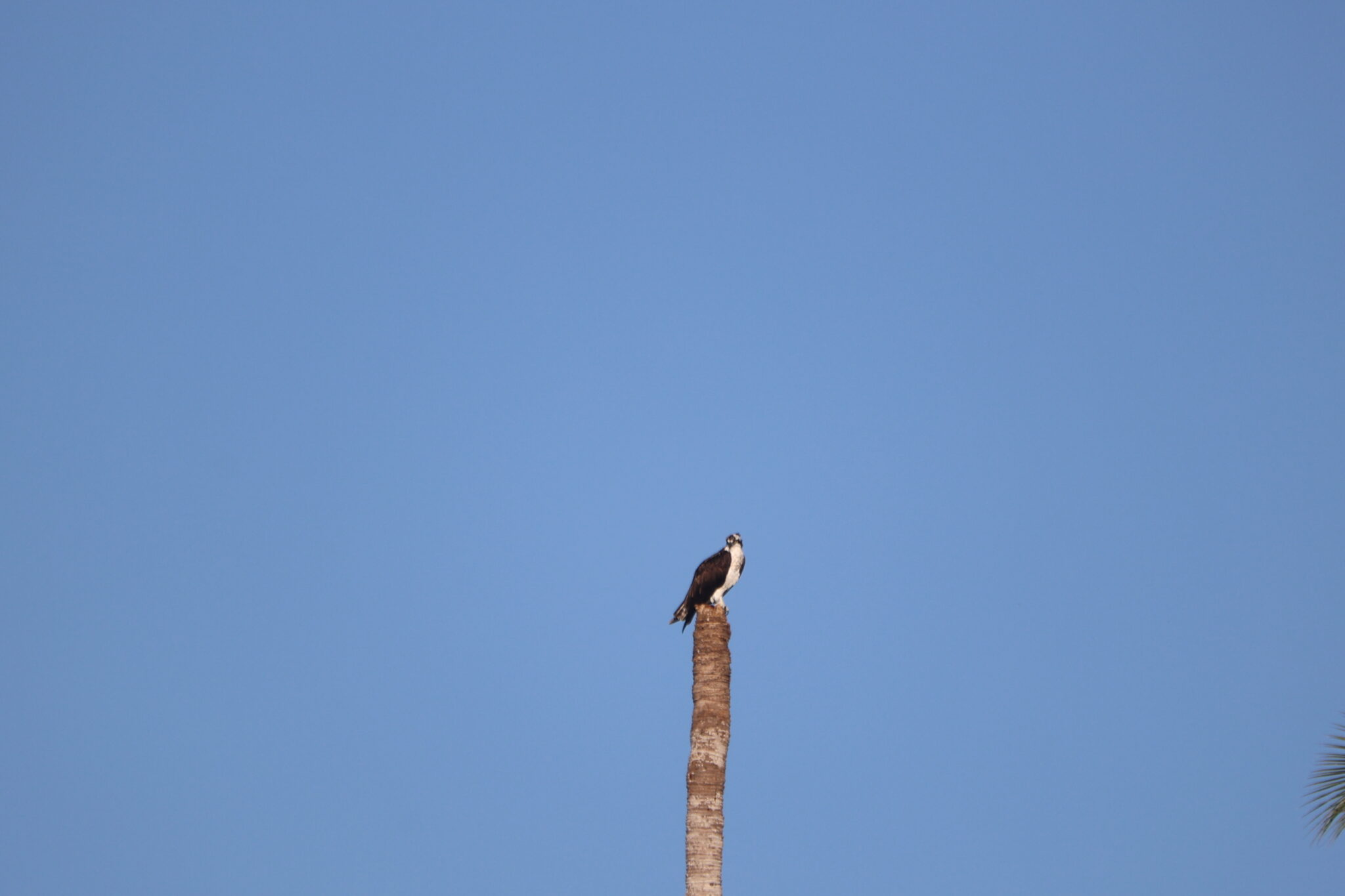 Osprey Perched atop a weathered palm tree trunk. | Natural Costa Rica