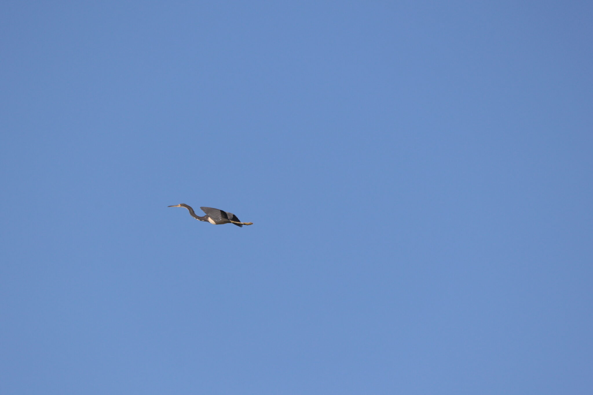 Great Blue Heron soars in the clear sky | Natural Costa Rica