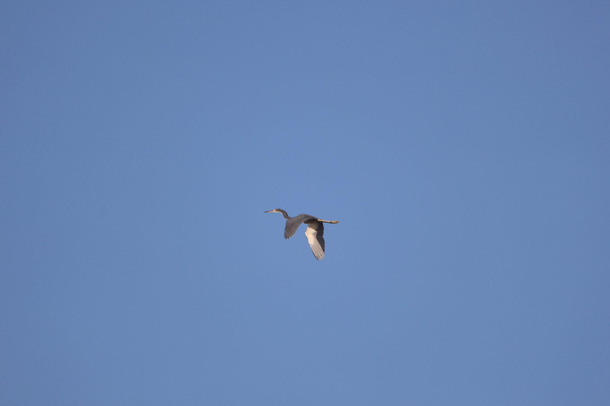 Heron soars across a clear blue sky. | Natural Costa Rica