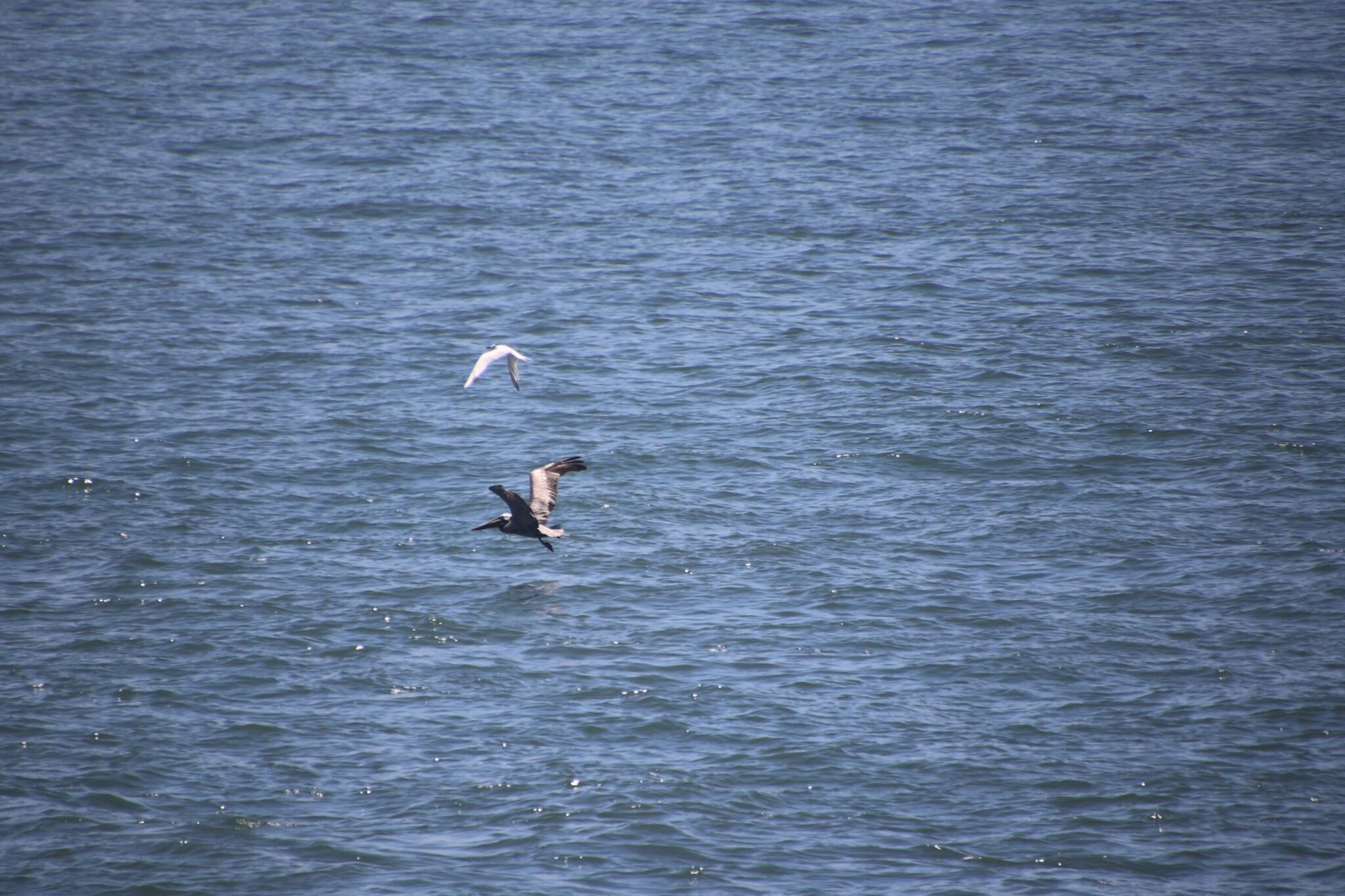 Seabirds soaring over shimmering blue ocean water. | Natural Costa Rica