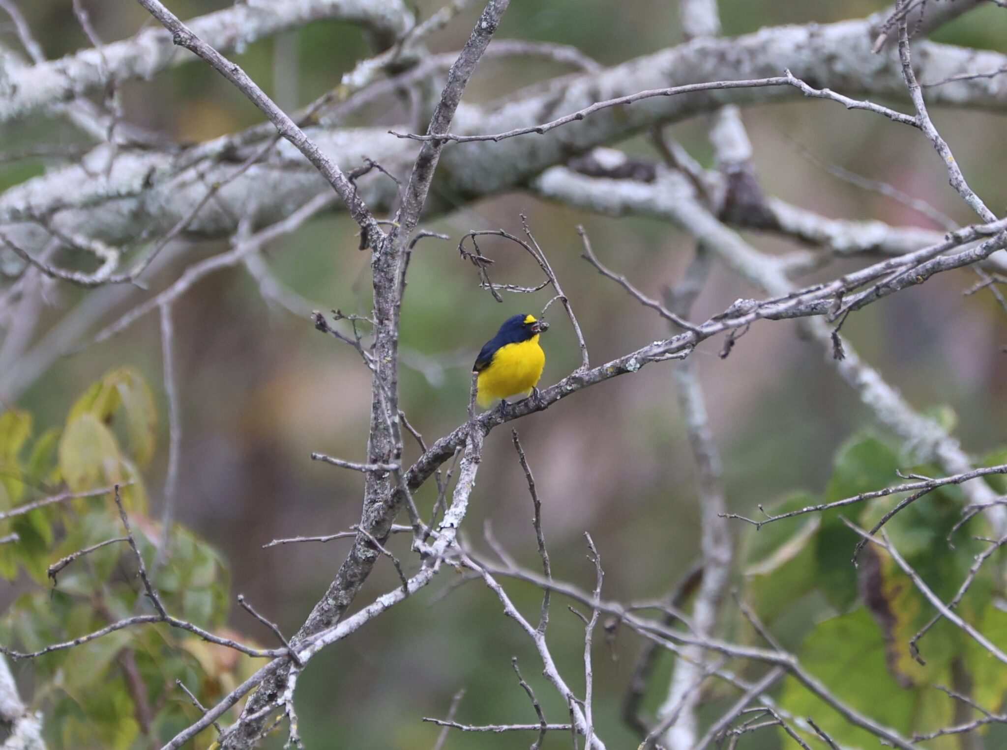 Yellow-bellied Flowerpiercer perched in a tree. | Natural Costa Rica