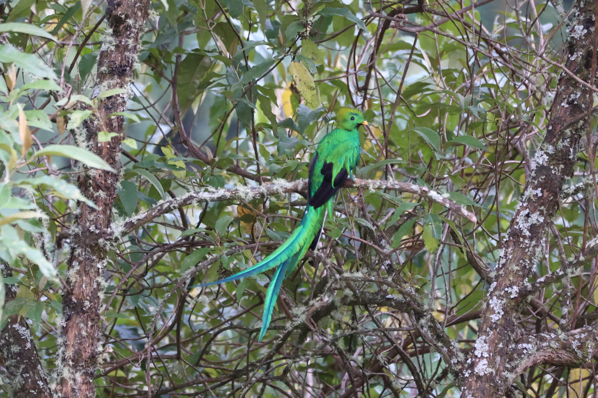 Resplendent Quetzal perched in the rainforest canopy. in San Gerardo de Dota | Natural Costa Rica
