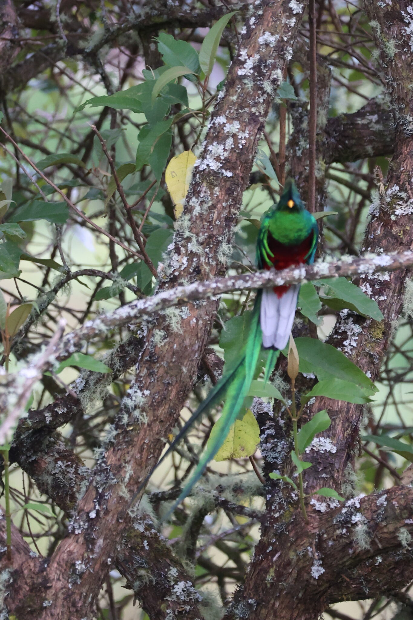 Resplendent Quetzal Perched on Branch in Cloud Forest in San Gerardo de Dota | Natural Costa Rica