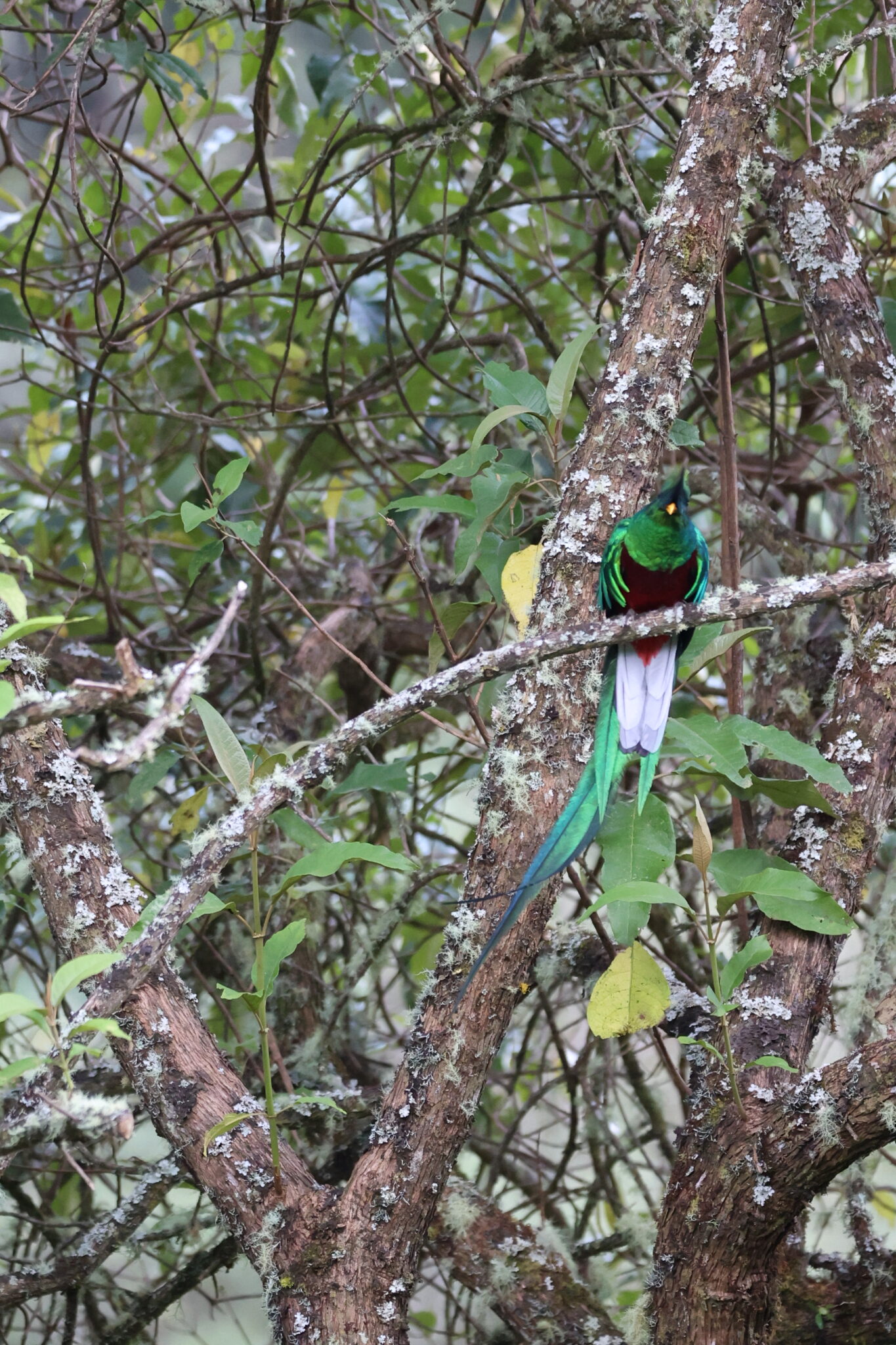 Resplendent Quetzal Resting in Tree Canopy in San Gerardo de Dota | Natural Costa Rica