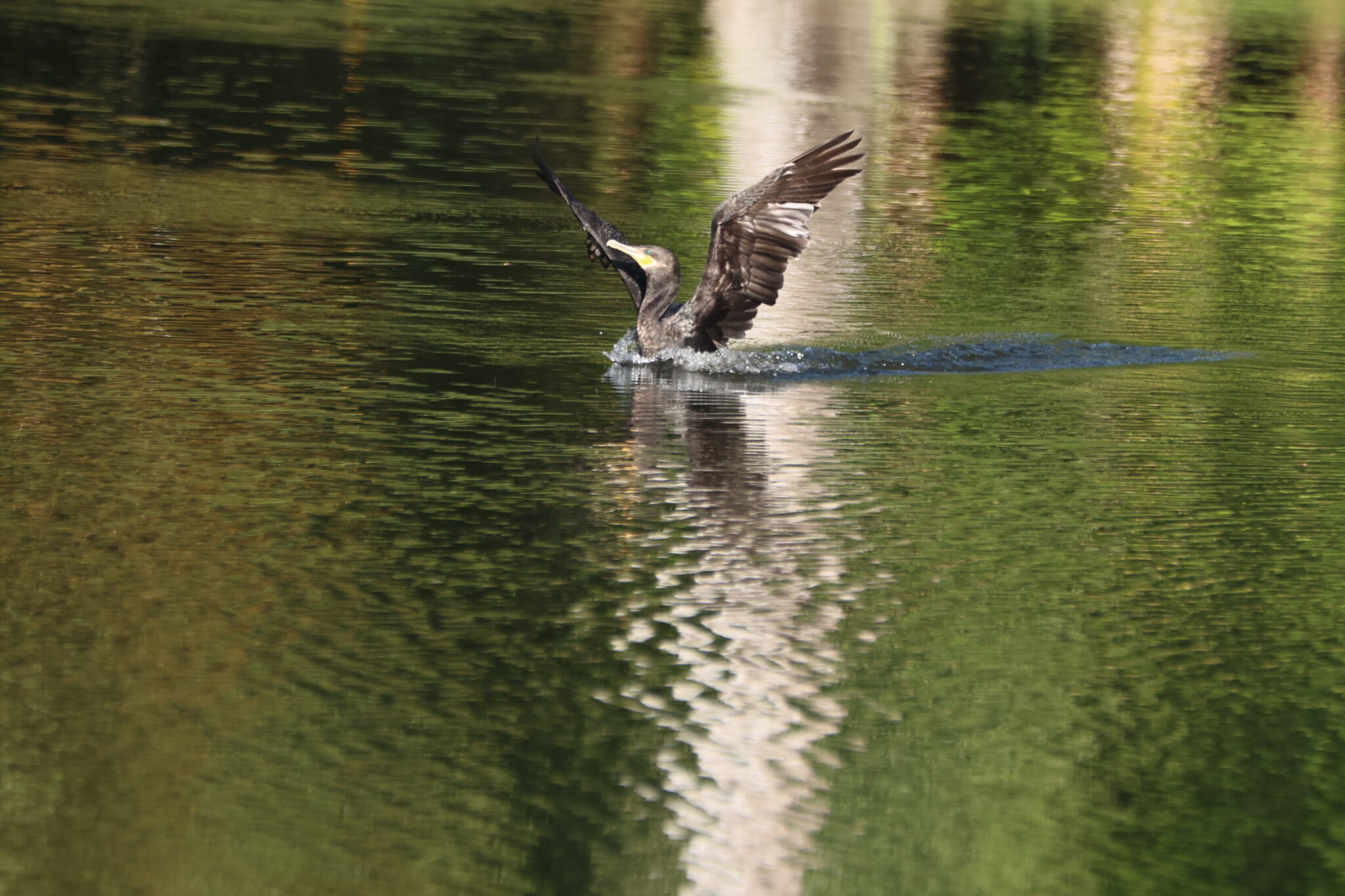 Cormorant Bird Landing on Water | Natural Costa Rica