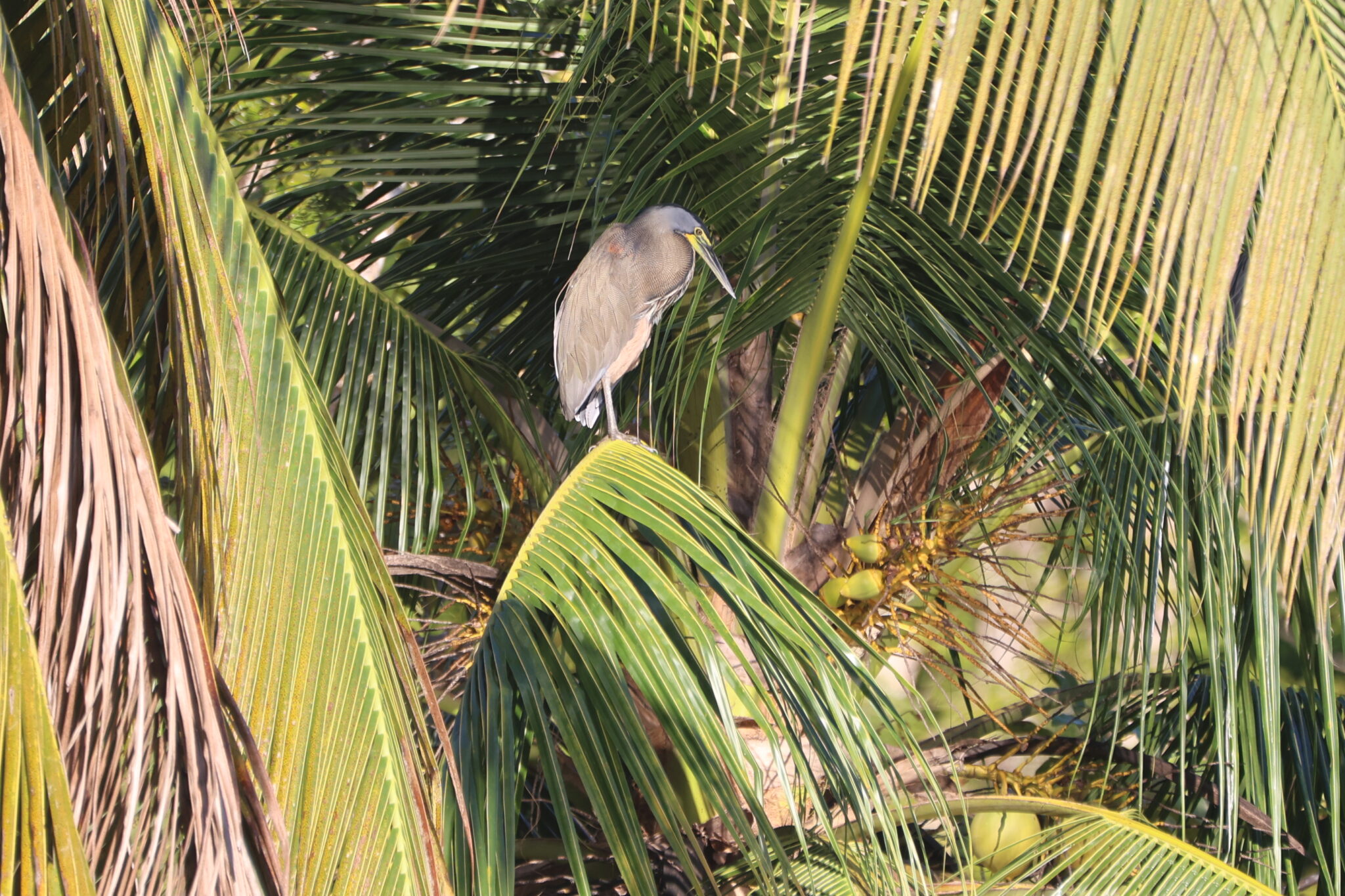 Striated Heron Perched in Tropical Palm Tree | Natural Costa Rica
