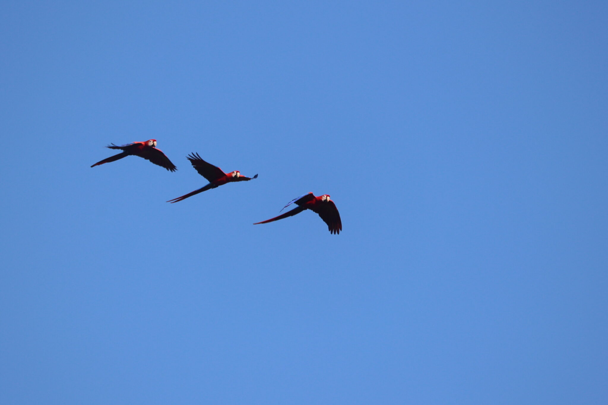 Scarlet Macaws in Flight: A Tropical Avian Trio in Nicoya Peninsula | Natural Costa Rica